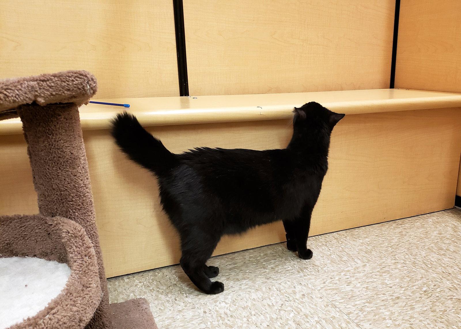 Enlarge Obi-Wan Catnobi, a Adoptable mixed breed in Cincinnati, OH image 3/3