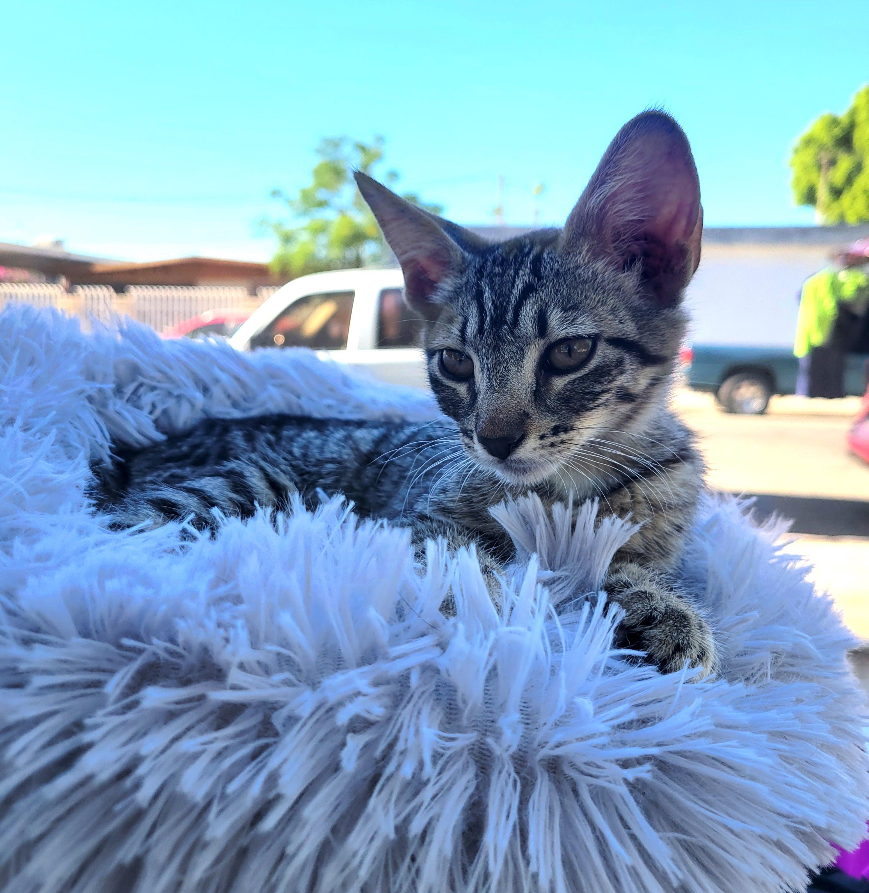Pilar, an adoptable Domestic Short Hair in Mexicali, BCN, 21280 | Photo Image 4