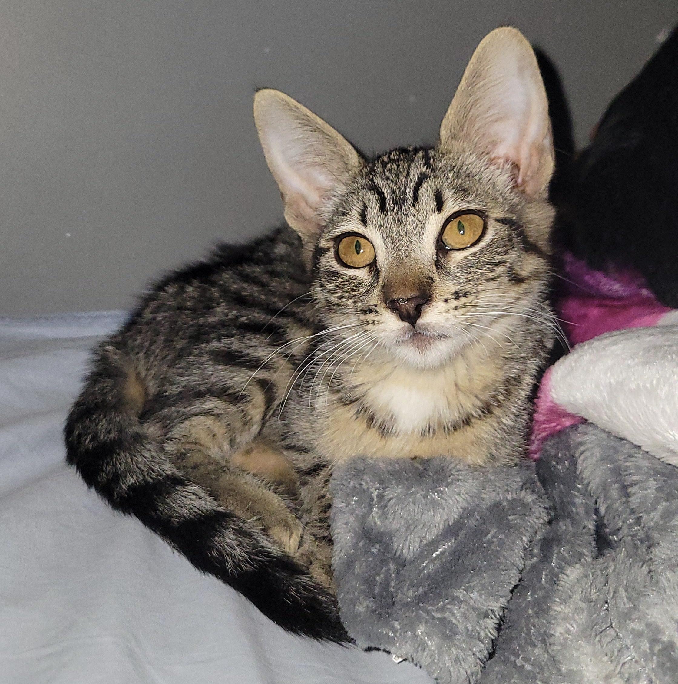 Pilar, an adoptable Domestic Short Hair in Mexicali, BCN, 21280 | Photo Image 1