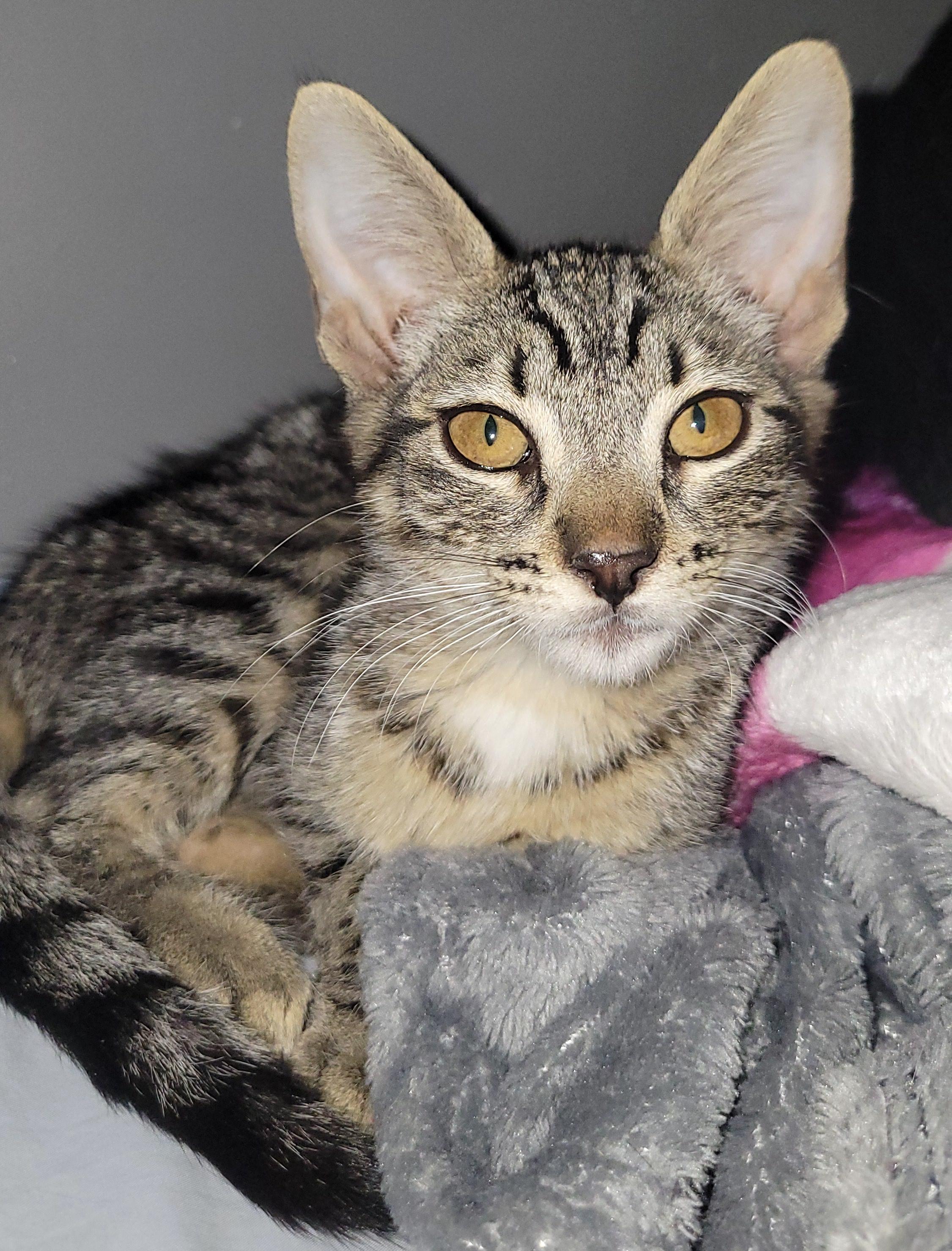 Pilar, an adoptable Domestic Short Hair in Mexicali, BCN, 21280 | Photo Image 3
