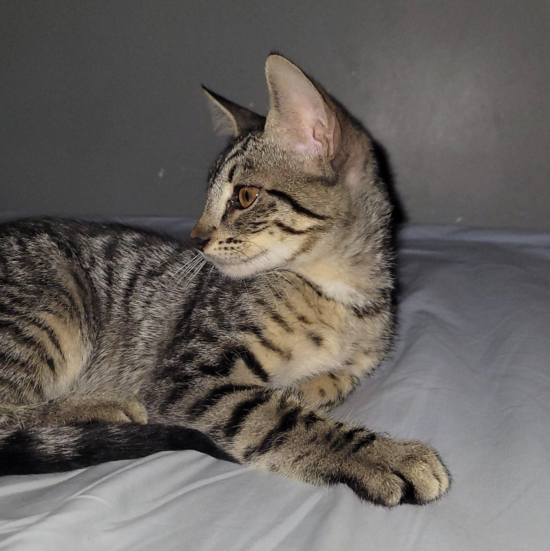 Pilar, an adoptable Domestic Short Hair in Mexicali, BCN, 21280 | Photo Image 2