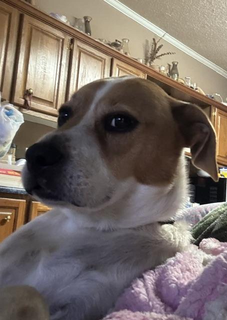 Enlarge Archie, a ADOPTABLE mixed breed in Media, PA image 5/5