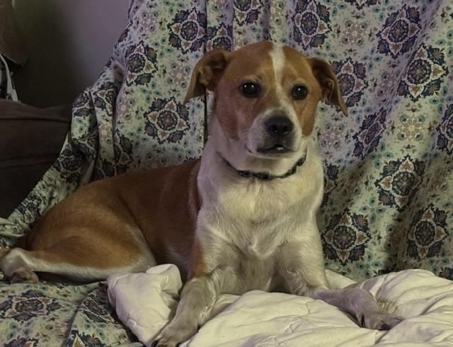 Archie, ADOPTABLE, Adult Male Hound.
