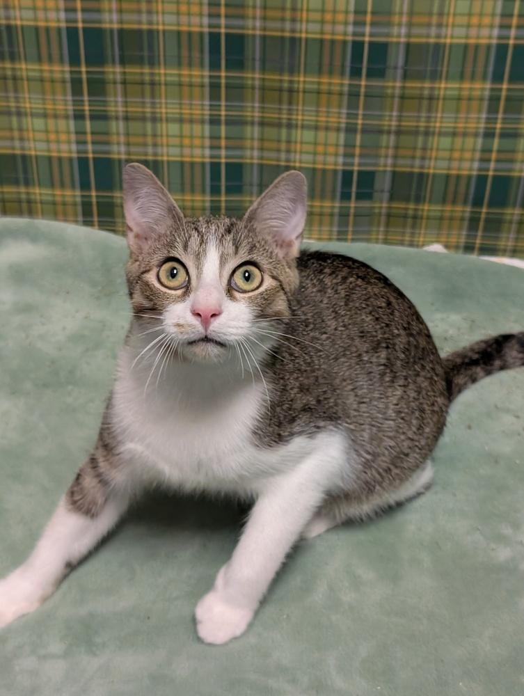 Hans, Adoptable, Kitten Male Domestic Short Hair.