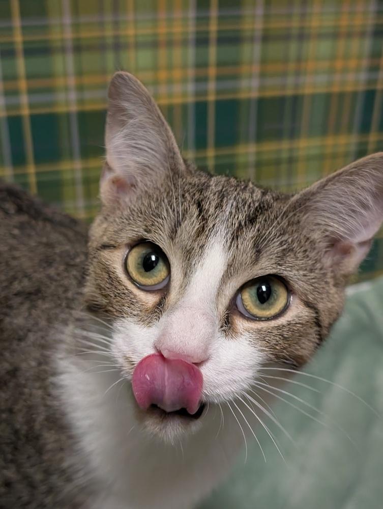 Hans, a Adoptable mixed breed in Greensboro, NC image 3/6