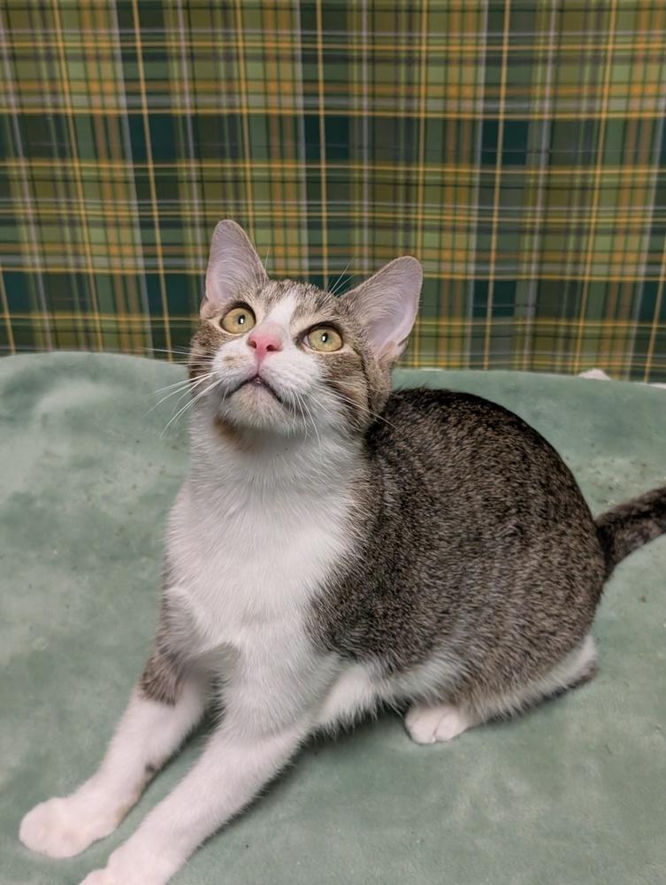 Hans, a Adoptable mixed breed in Greensboro, NC image 4/6