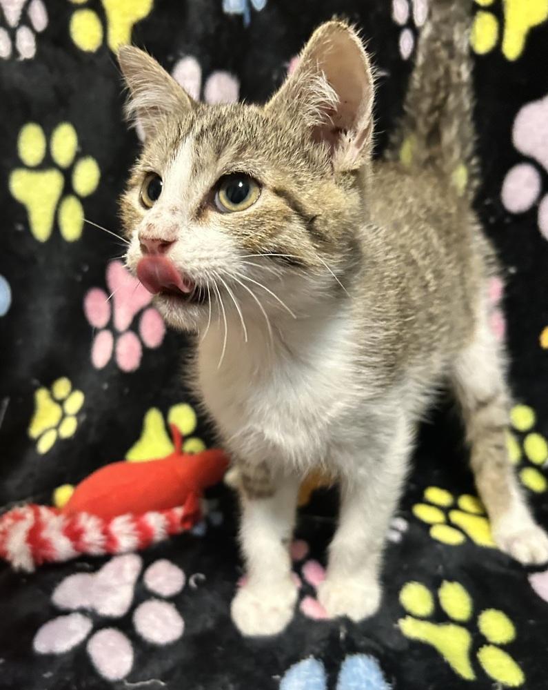 Hans, a Adoptable mixed breed in Greensboro, NC image 5/6