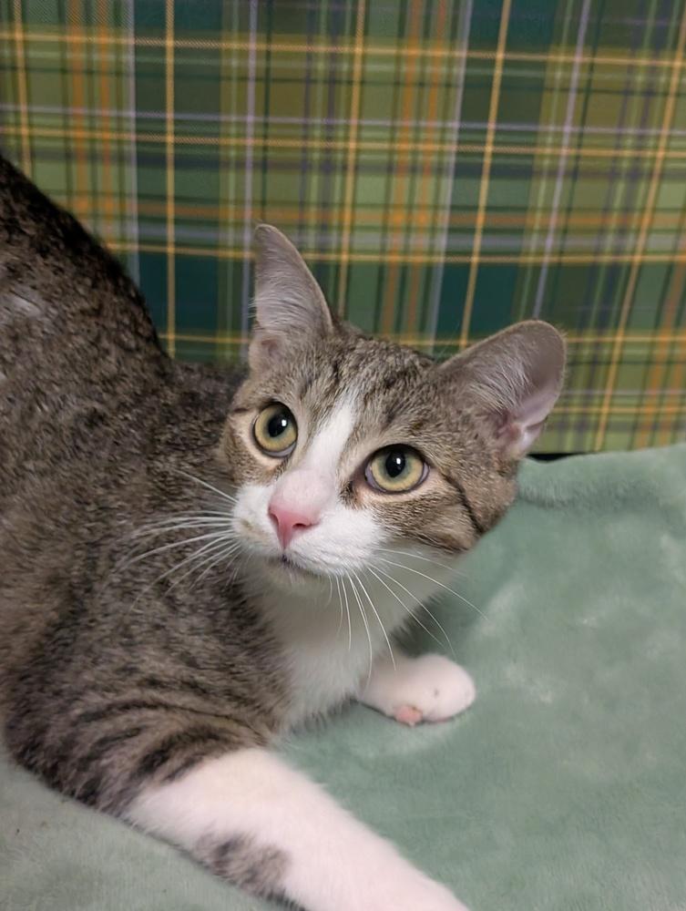 Hans, a Adoptable mixed breed in Greensboro, NC image 6/6