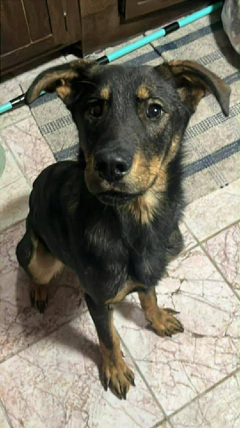 Enlarge Milo (Courtesy Post), a ADOPTABLE mixed breed in Albany, NY image 1/1