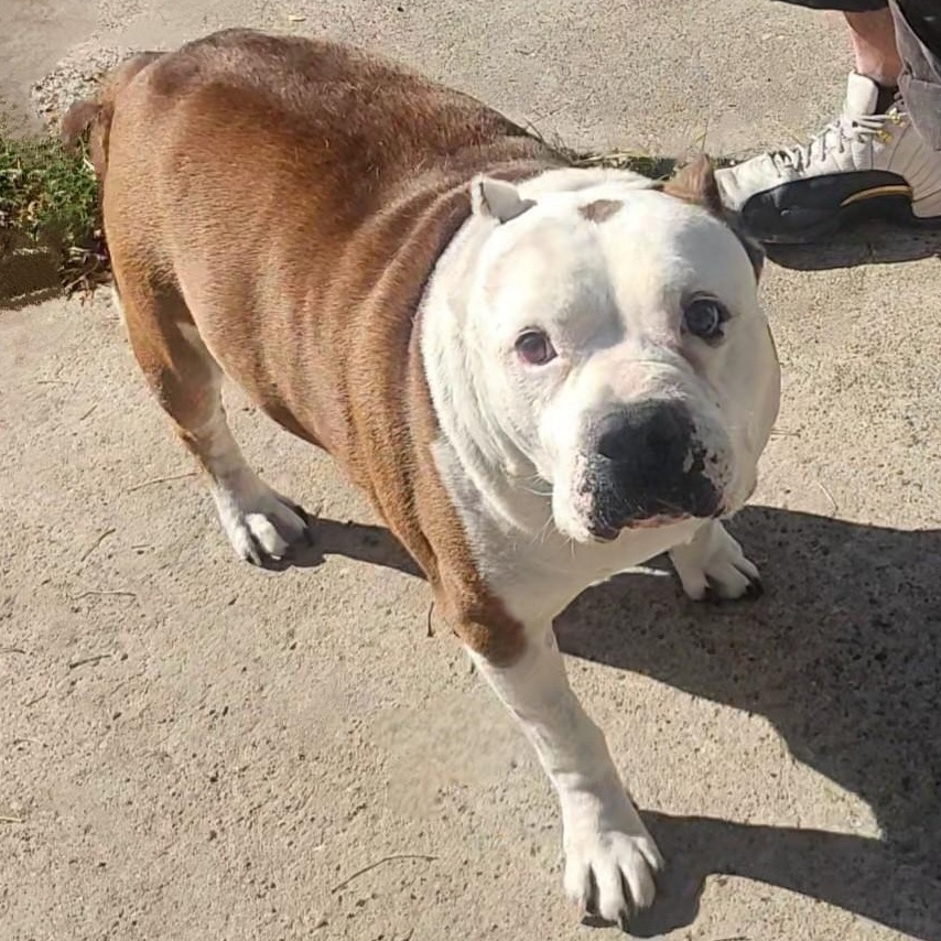 King — thumbnail 2