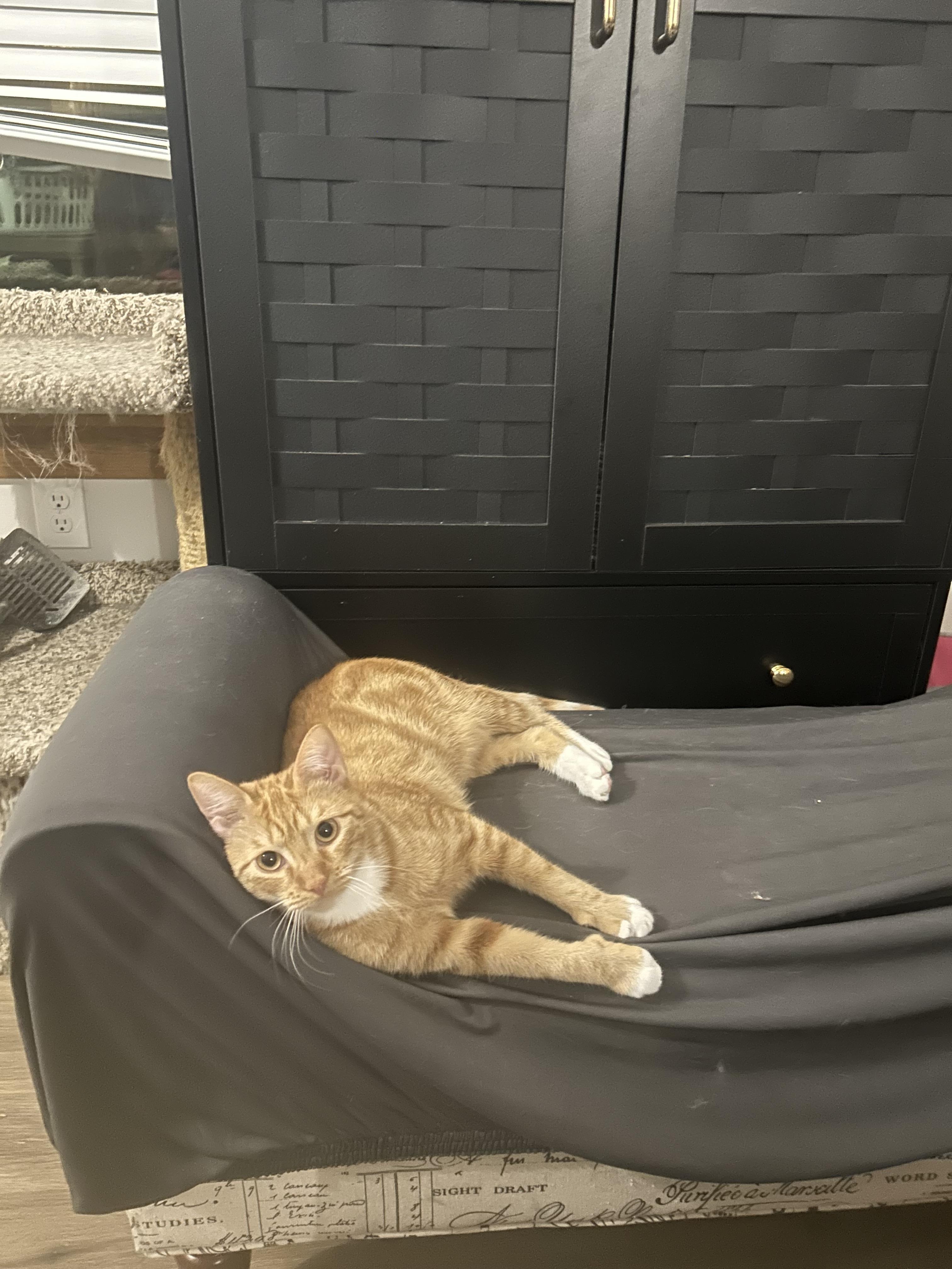 Enlarge Bella, a Adoptable Domestic Short Hair in Hammond, LA image 1/2