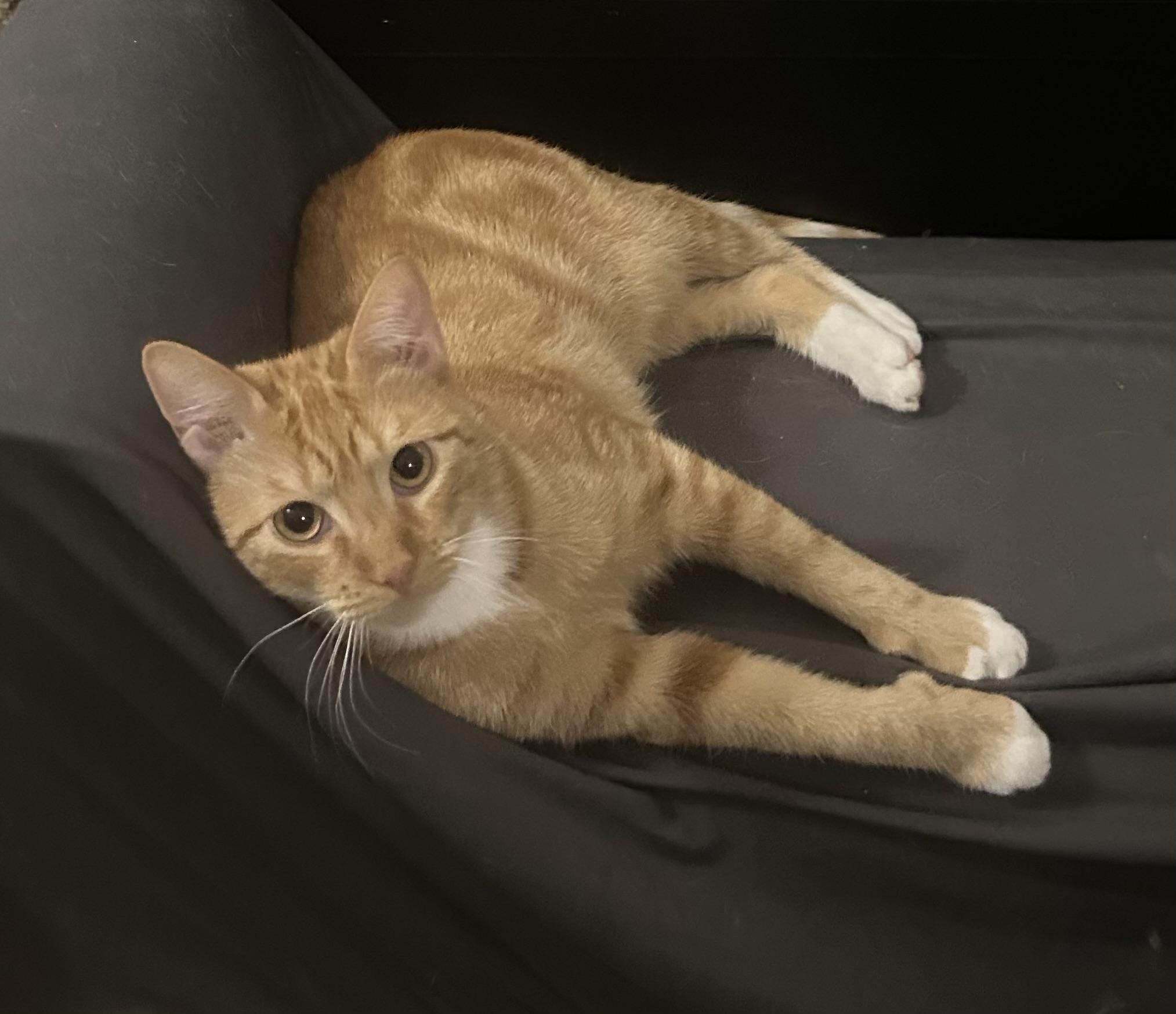 Enlarge Bella, a Adoptable Domestic Short Hair in Hammond, LA image 2/2