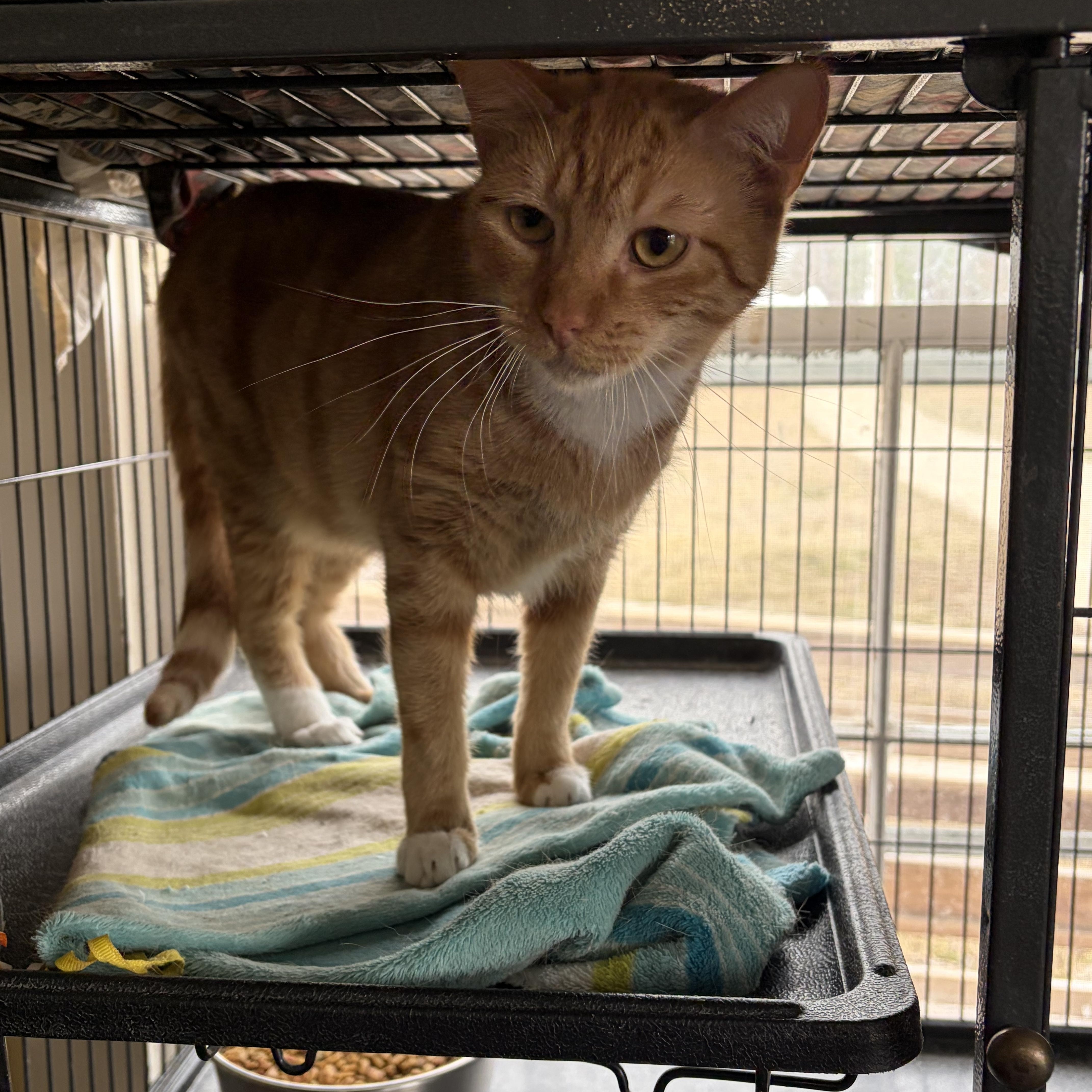 Enlarge Bella, a Adoptable Domestic Short Hair in Hammond, LA image 3/3