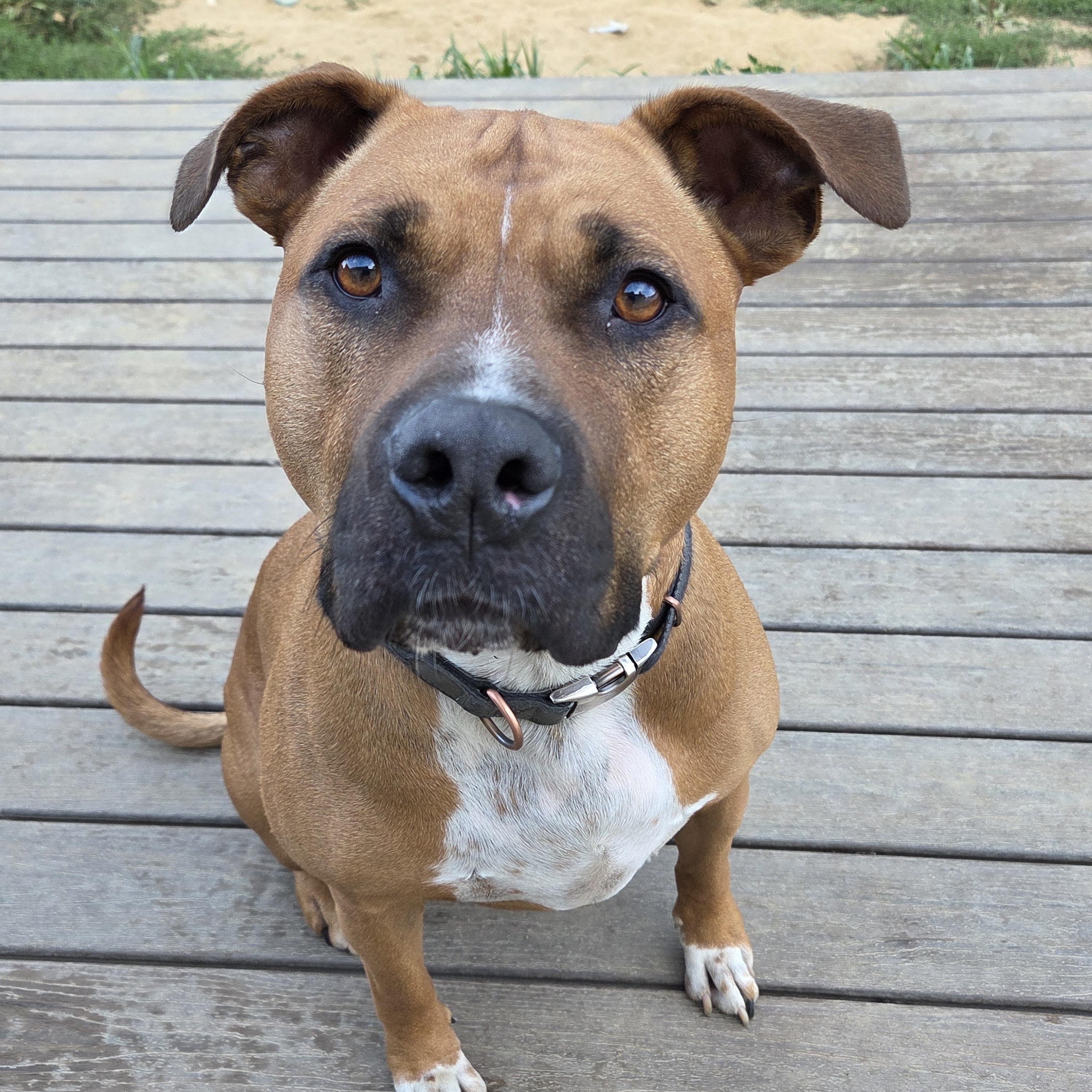 Captain Goofy, a Adoptable American Staffordshire Terrier in Wilton, NY image 2/4