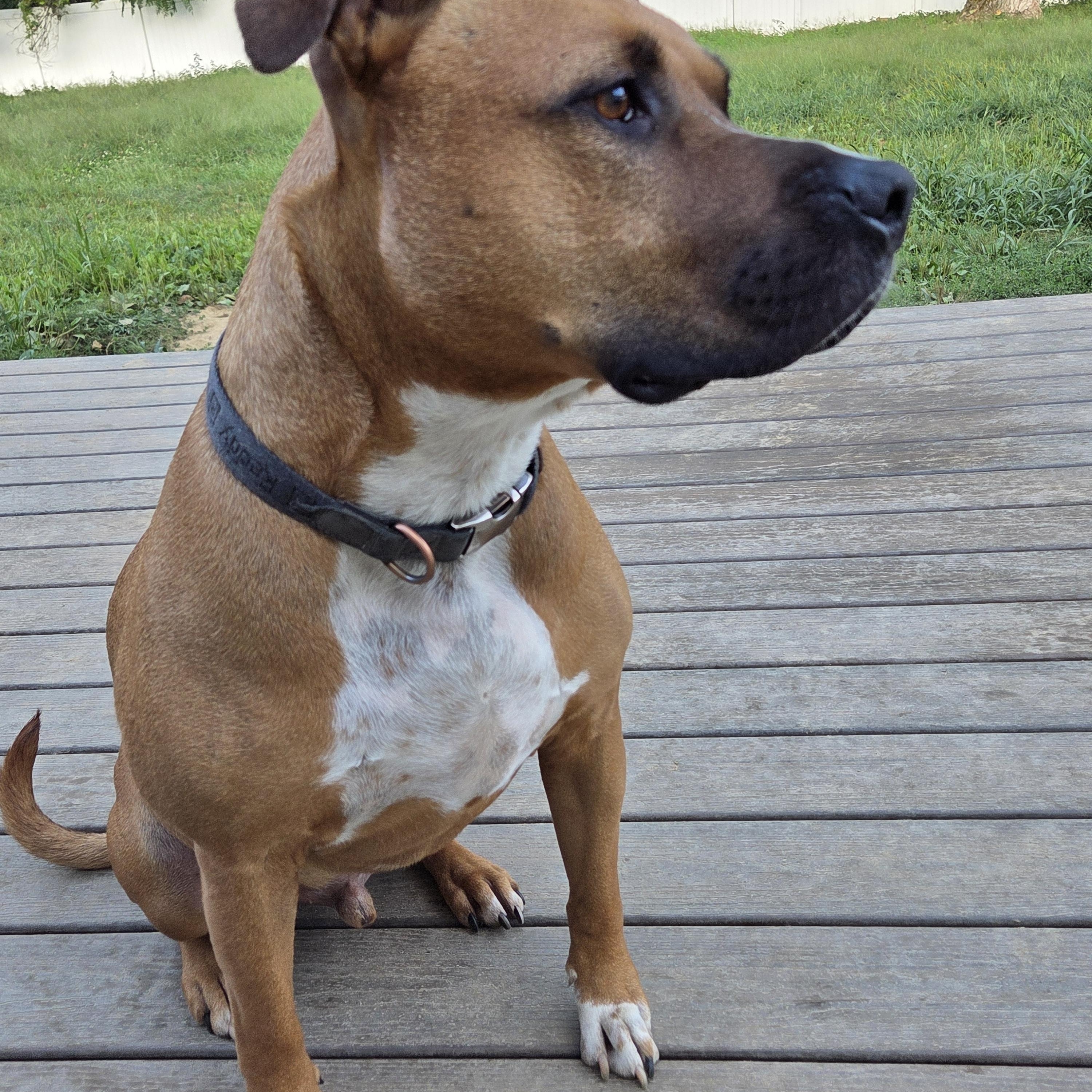 Captain Goofy, a Adoptable American Staffordshire Terrier in Wilton, NY image 4/4