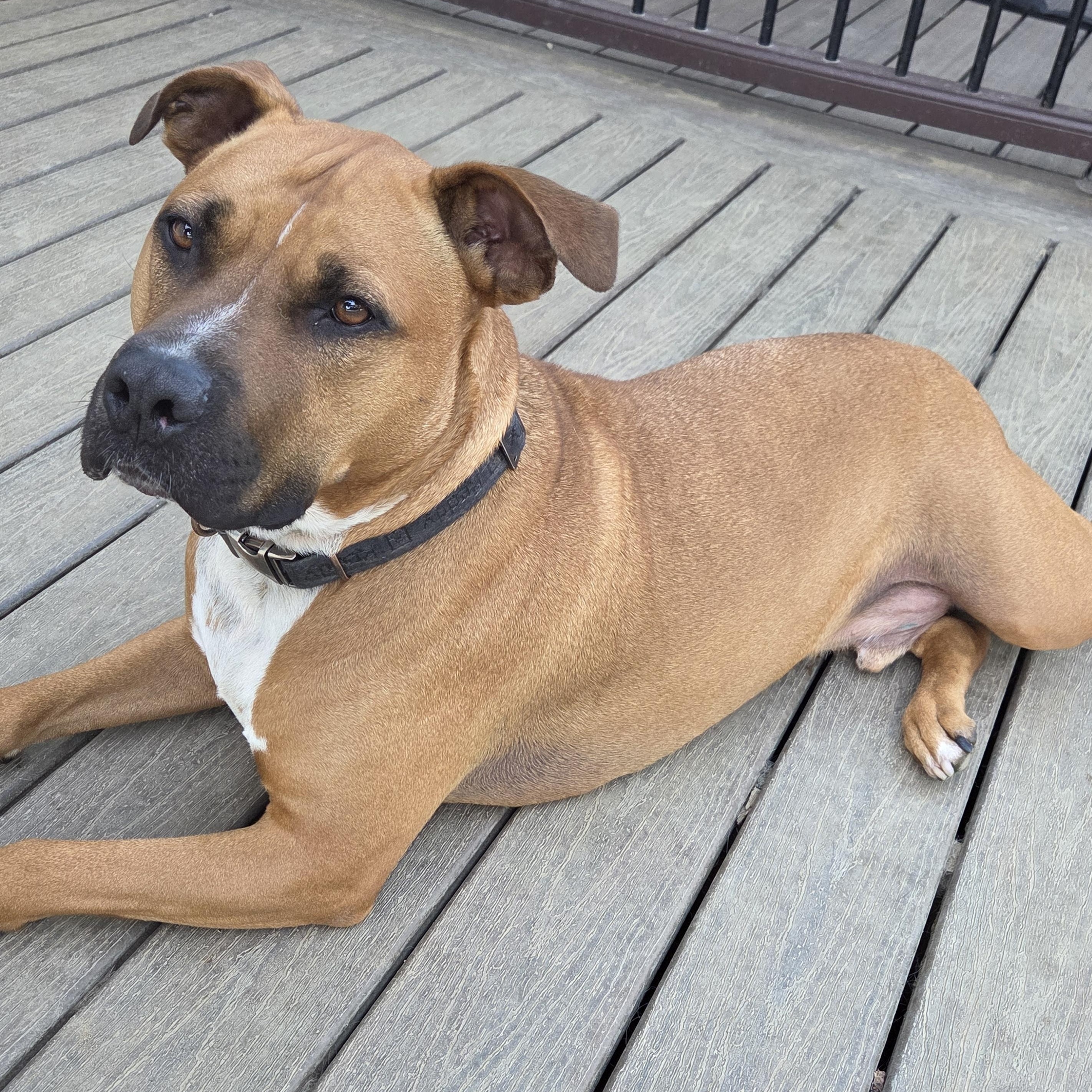 Captain Goofy, a Adoptable American Staffordshire Terrier in Wilton, NY image 3/4
