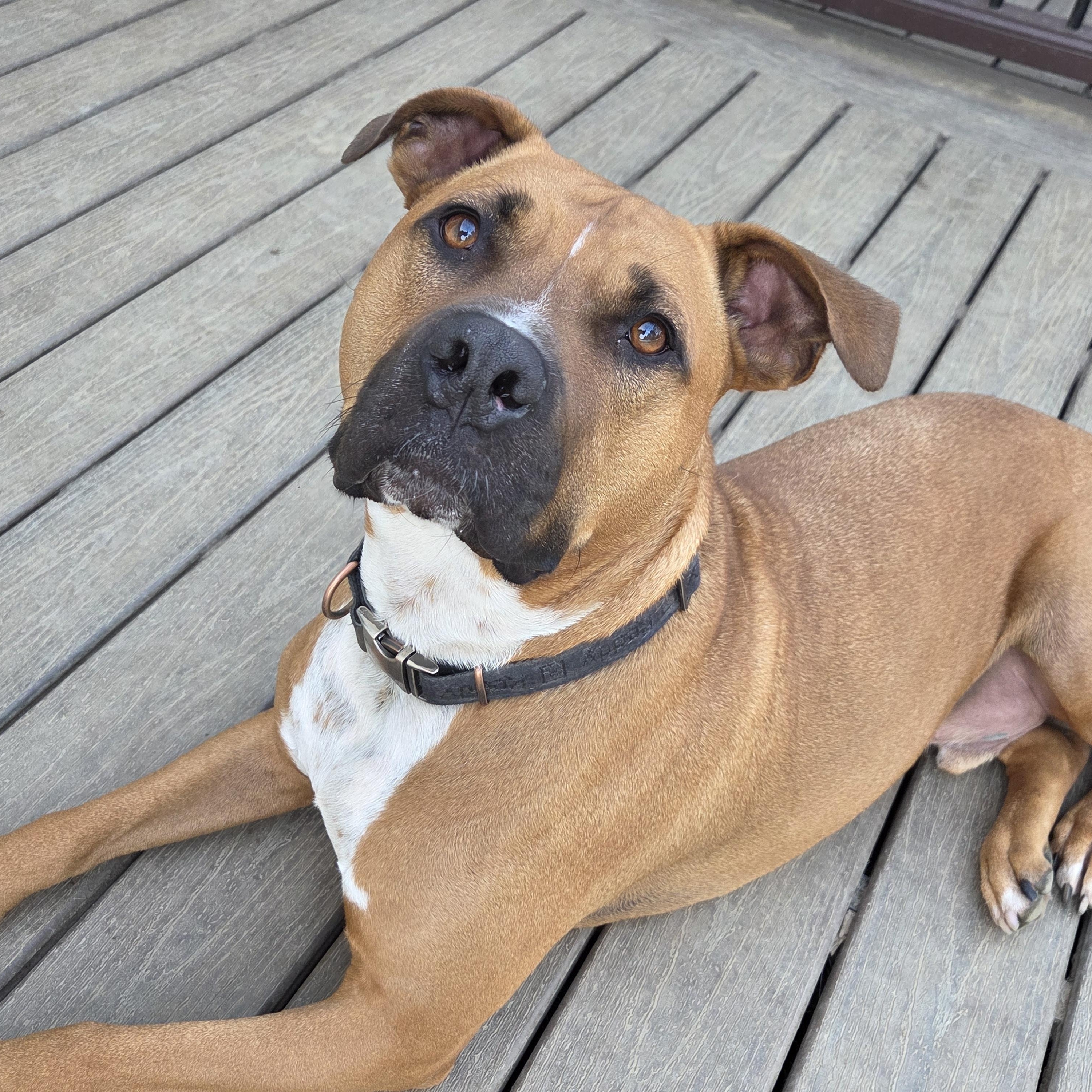 Captain Goofy, Adoptable, Adult Male American Staffordshire Terrier.