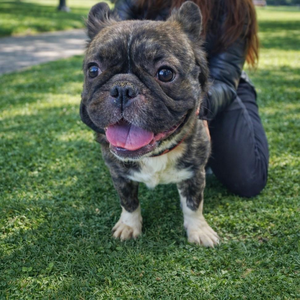 Wolverine, adopted, Adult Female French Bulldog.