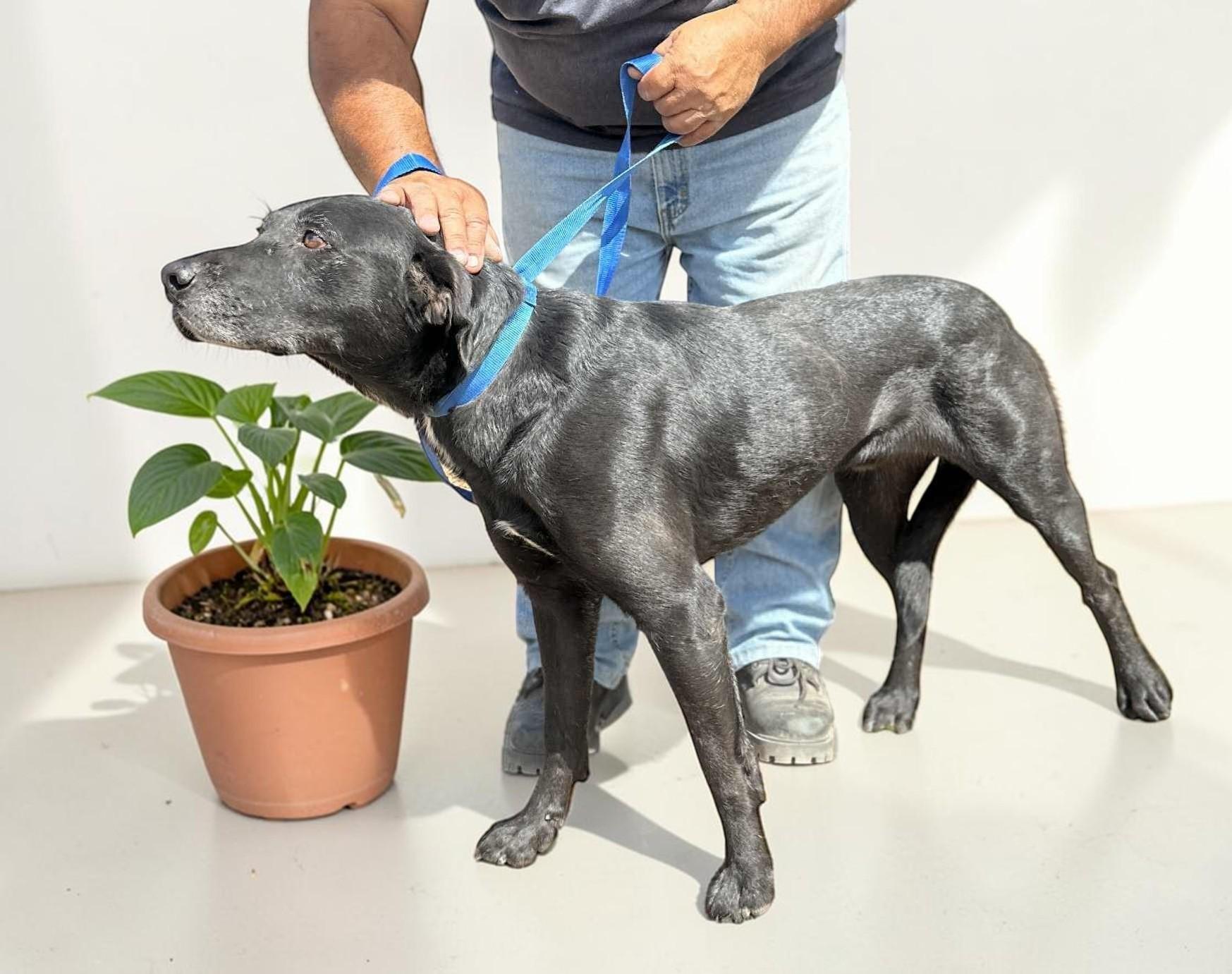 Rootie , a ADOPTABLE Labrador Retriever in Ventura, CA image 4/5