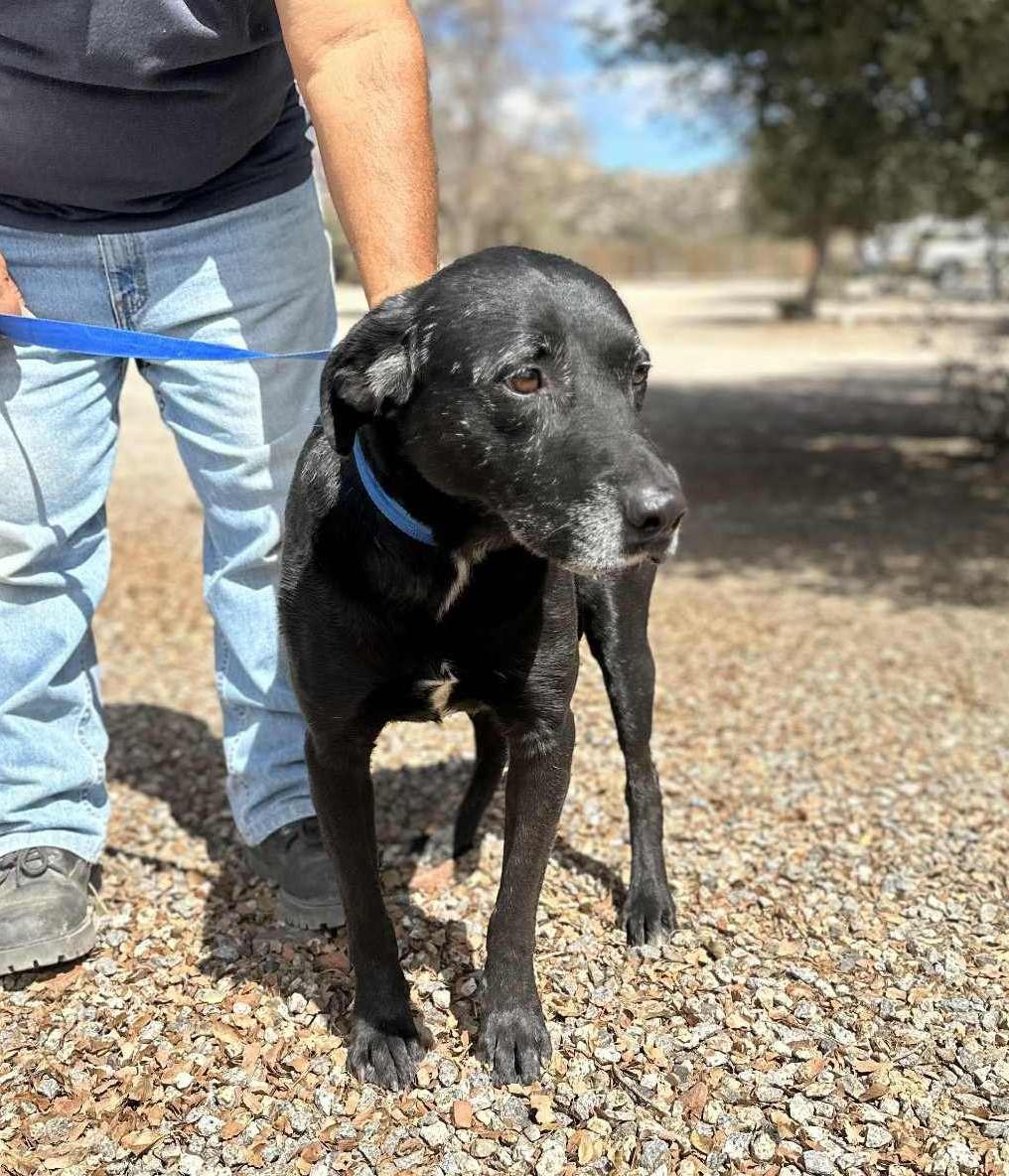 Rootie , a ADOPTABLE Labrador Retriever in Ventura, CA image 5/5
