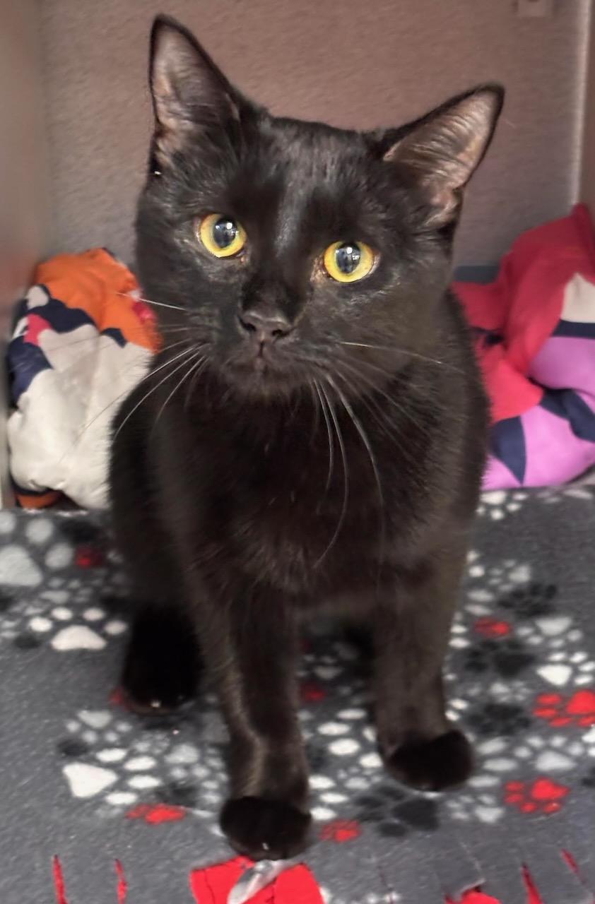 Phoebe, ADOPTABLE, Young Female Domestic Short Hair.