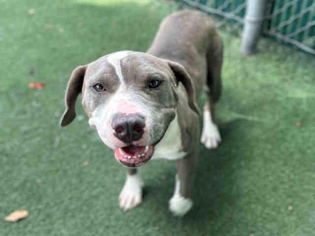 Enlarge DAPHNE, a Adoptable Pit Bull Terrier in Bonita, CA image 1/1