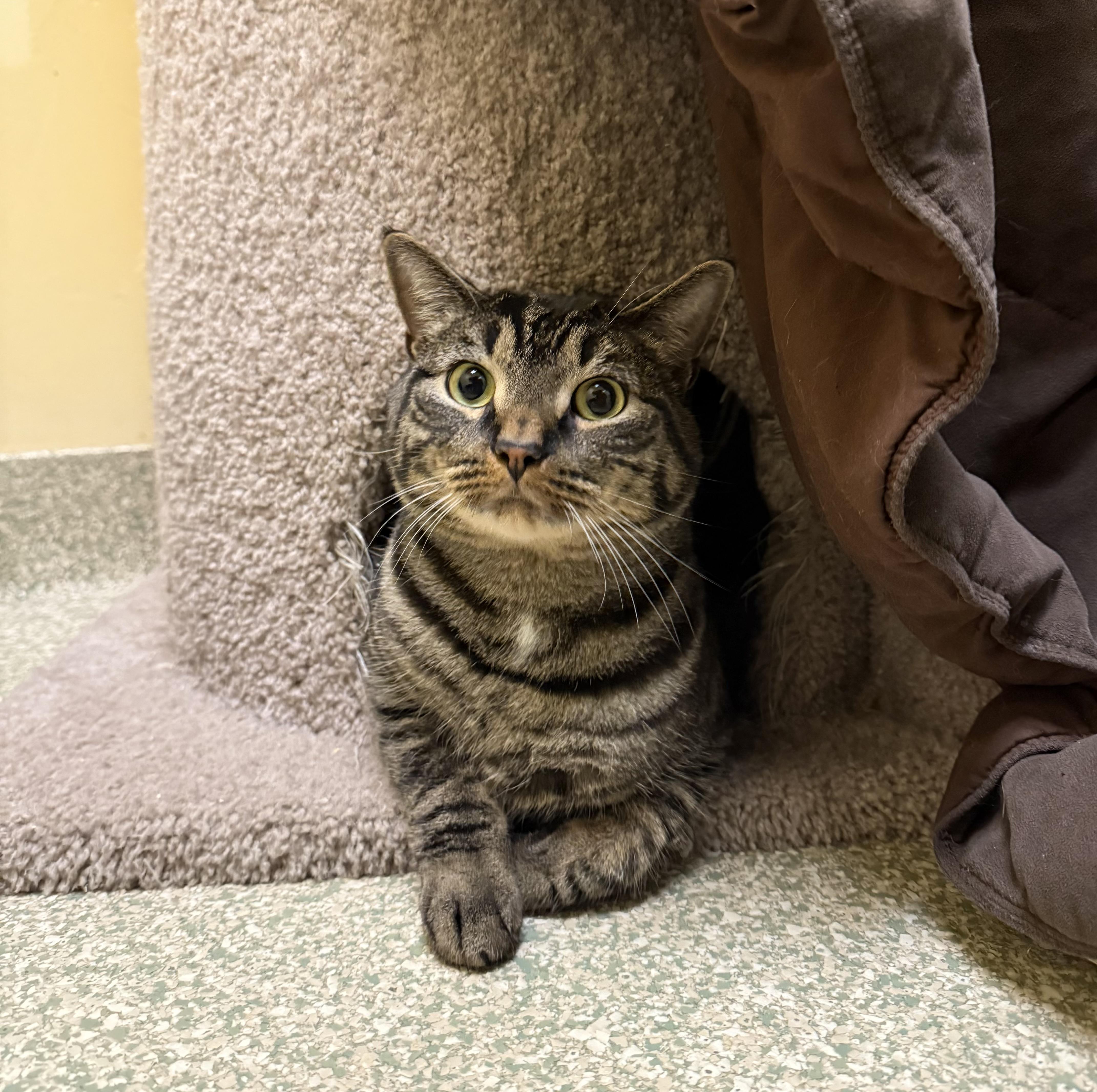Enlarge Rogue, a ADOPTABLE Domestic Short Hair in Brownsville, VT image 1/1
