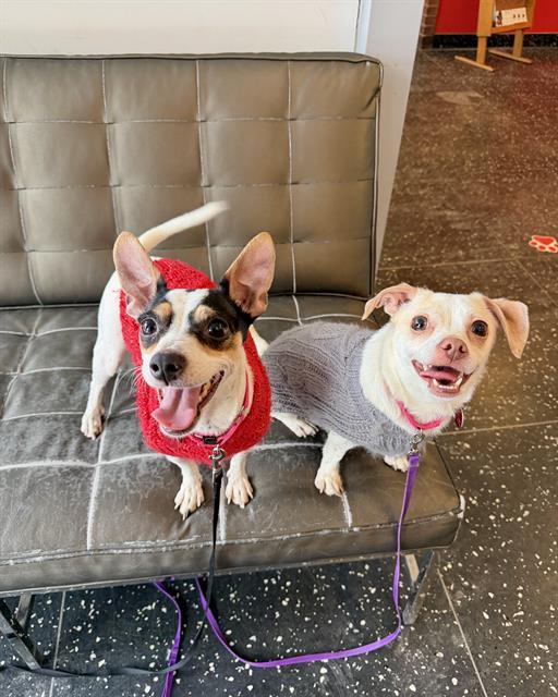 COLA, Adoptable, Adult Female Chihuahua & Mixed Breed.