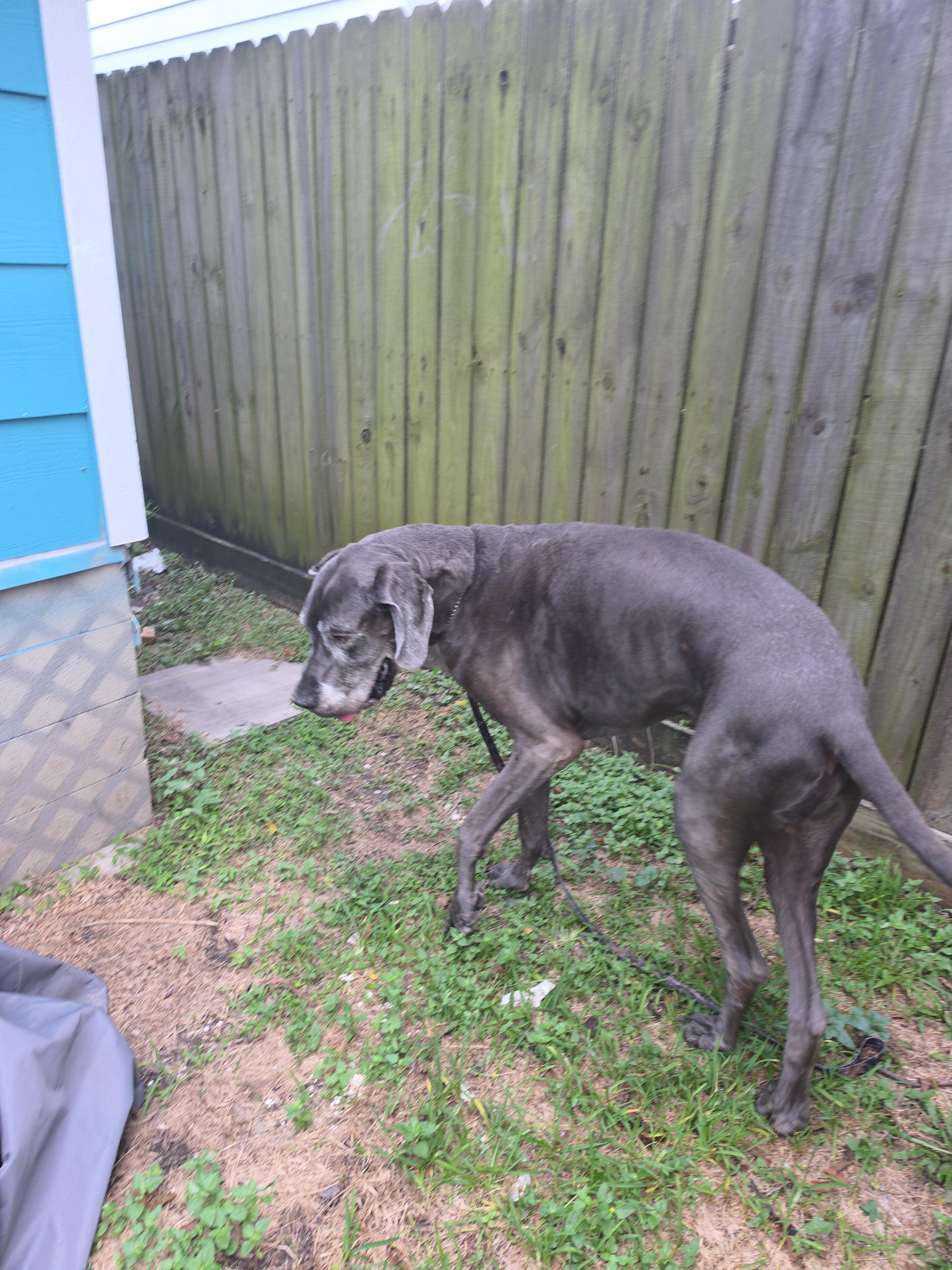Enlarge Riley, a Adoptable Great Dane in Houston, TX image 2/2
