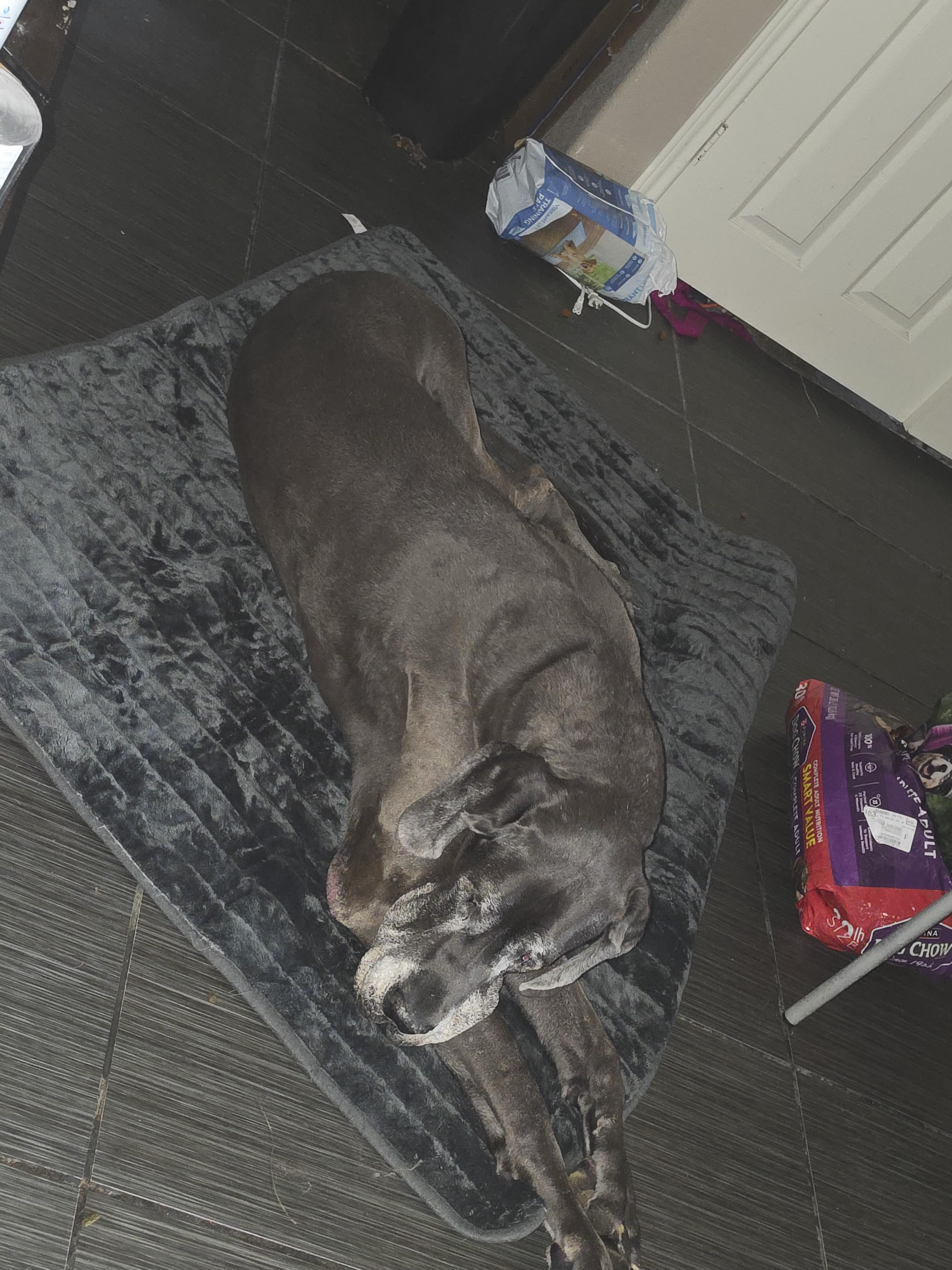 Riley, Adoptable, Adult Male Great Dane.