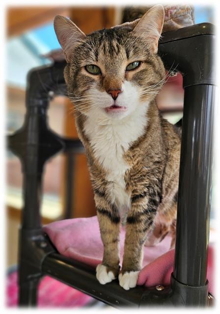 Enlarge CHLOE, a Adoptable Domestic Short Hair in Frisco, CO image 1/1