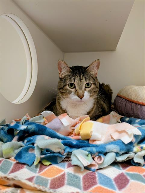 Enlarge CHLOE, a Adoptable Domestic Short Hair in Frisco, CO image 1/1