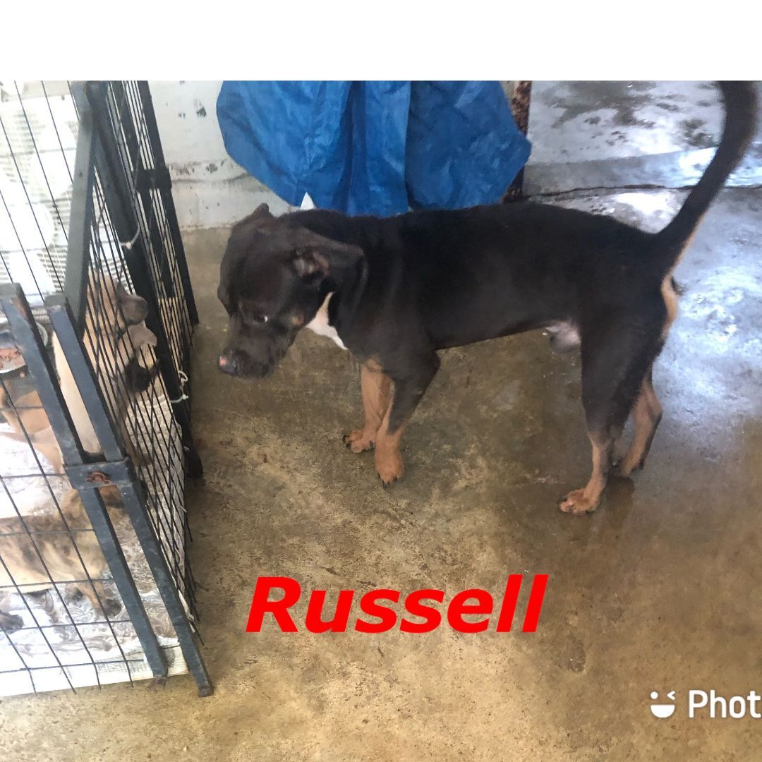 Russell photo 3