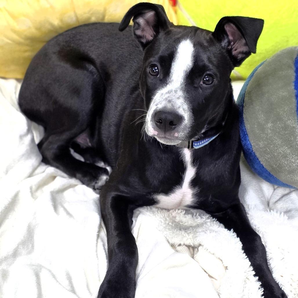 Froggy, a Adoptable Pit Bull Terrier in Michigan City, IN image 1/6