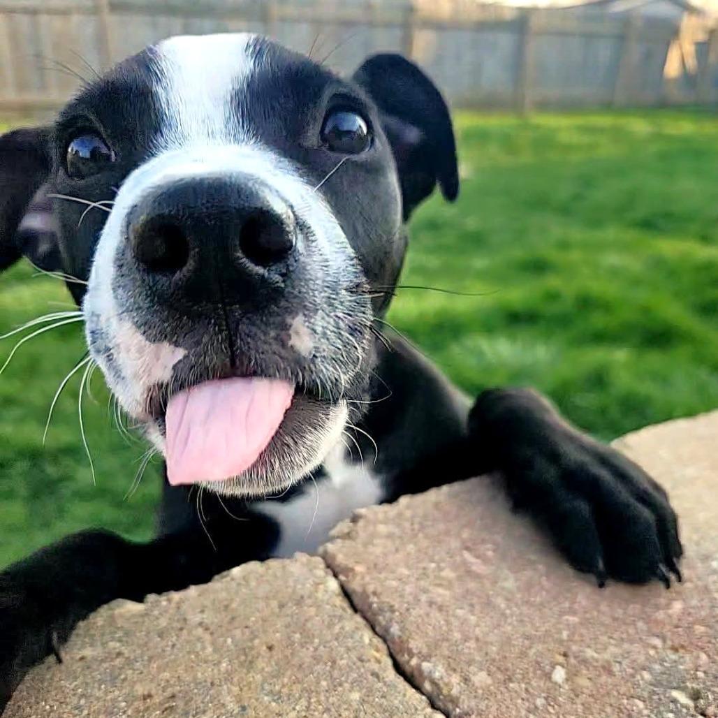 Froggy, a Adoptable Pit Bull Terrier in Michigan City, IN image 2/6
