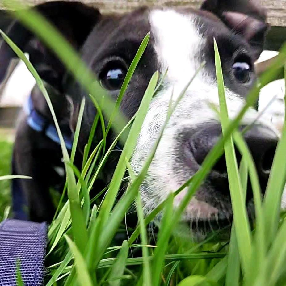 Froggy, a Adoptable Pit Bull Terrier in Michigan City, IN image 3/6