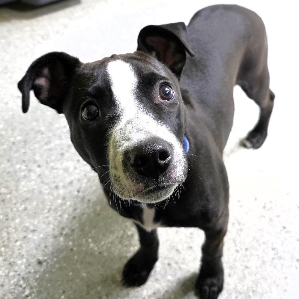 Froggy, a Adoptable Pit Bull Terrier in Michigan City, IN image 4/6