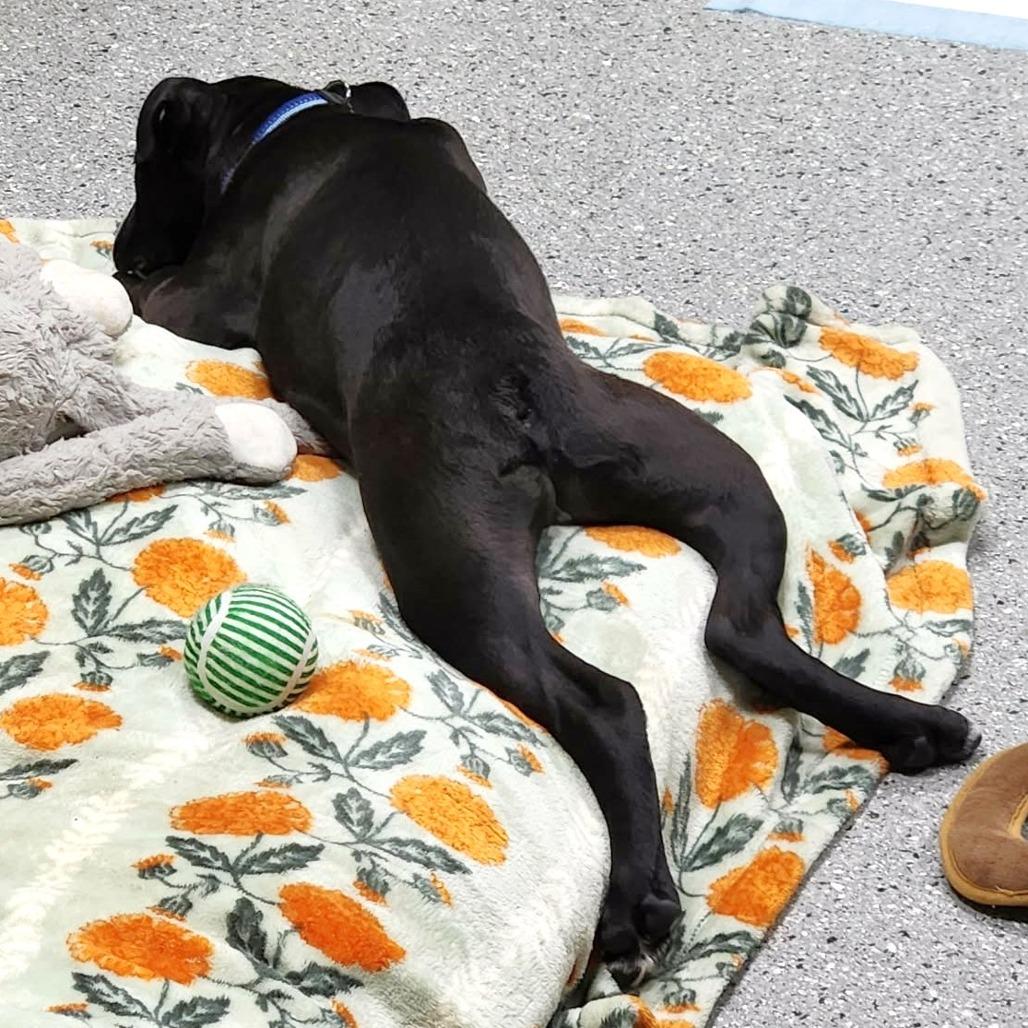 Froggy, a Adoptable Pit Bull Terrier in Michigan City, IN image 5/6