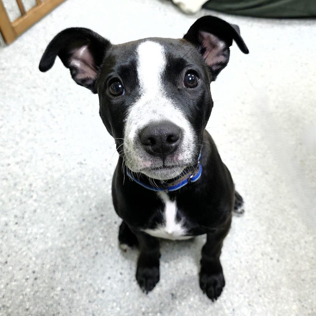 Froggy, a Adoptable Pit Bull Terrier in Michigan City, IN image 6/6