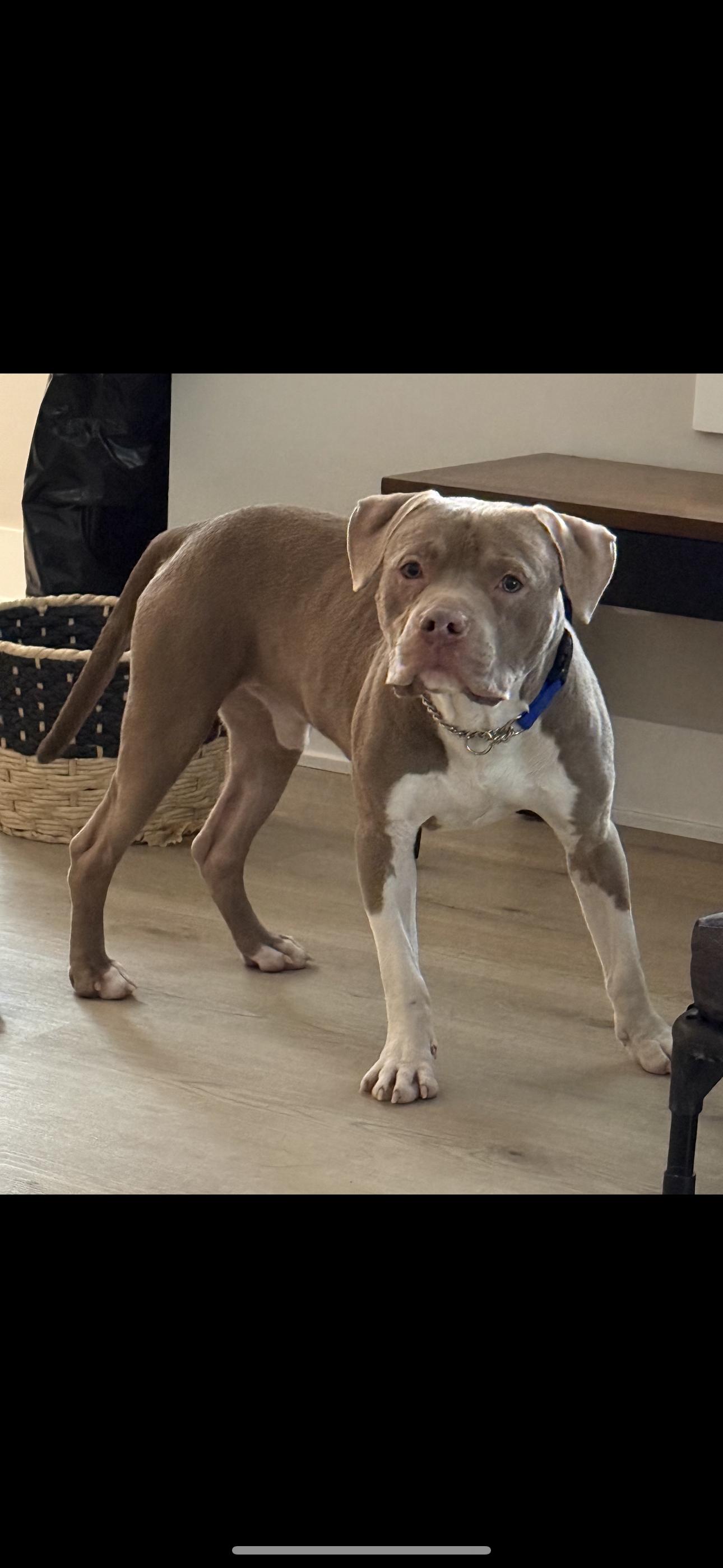 Cane, Adoptable, Young Male American Staffordshire Terrier.