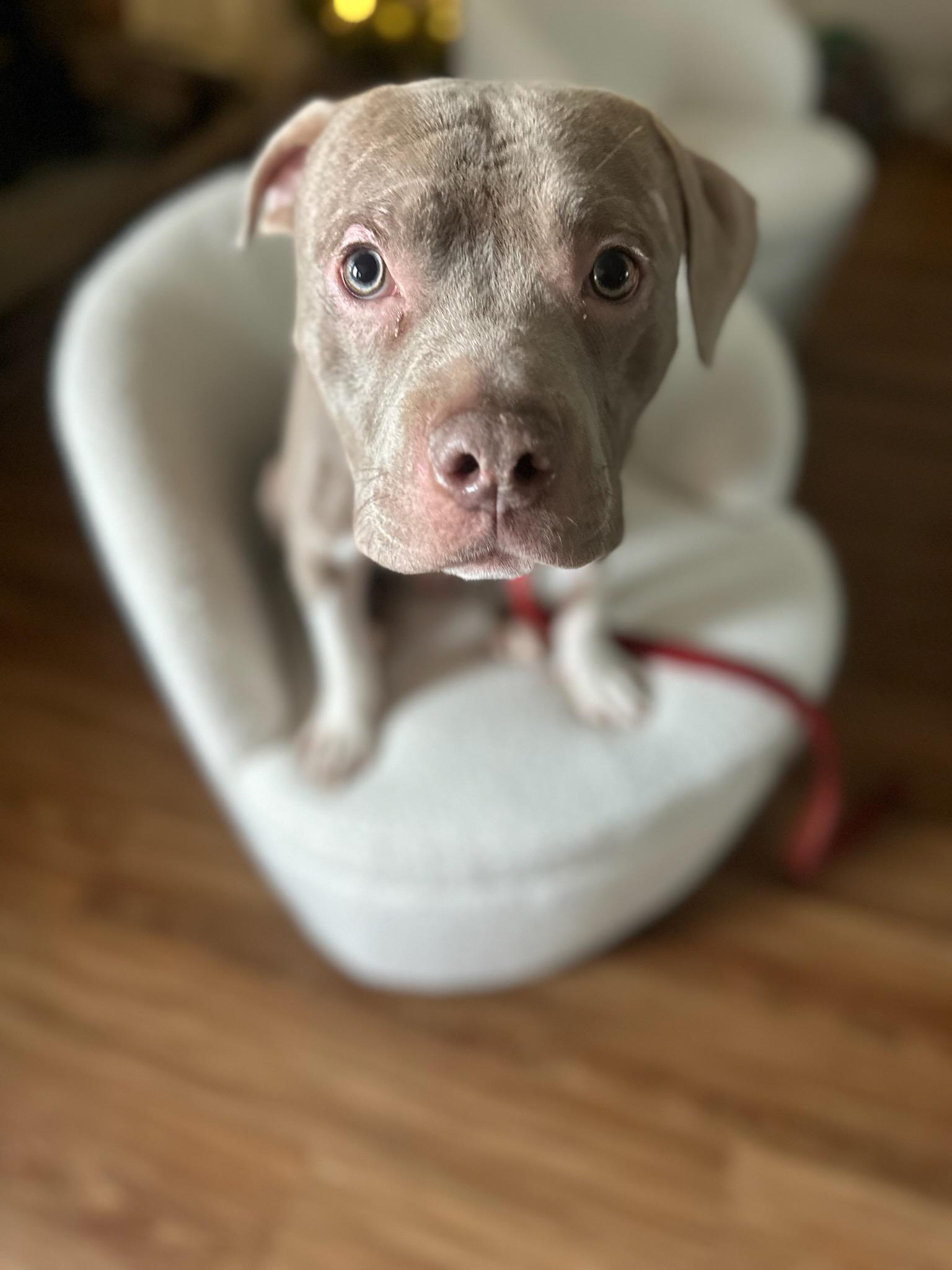 Enlarge Cane, a Adoptable American Staffordshire Terrier in merrillville, IN image 2/6