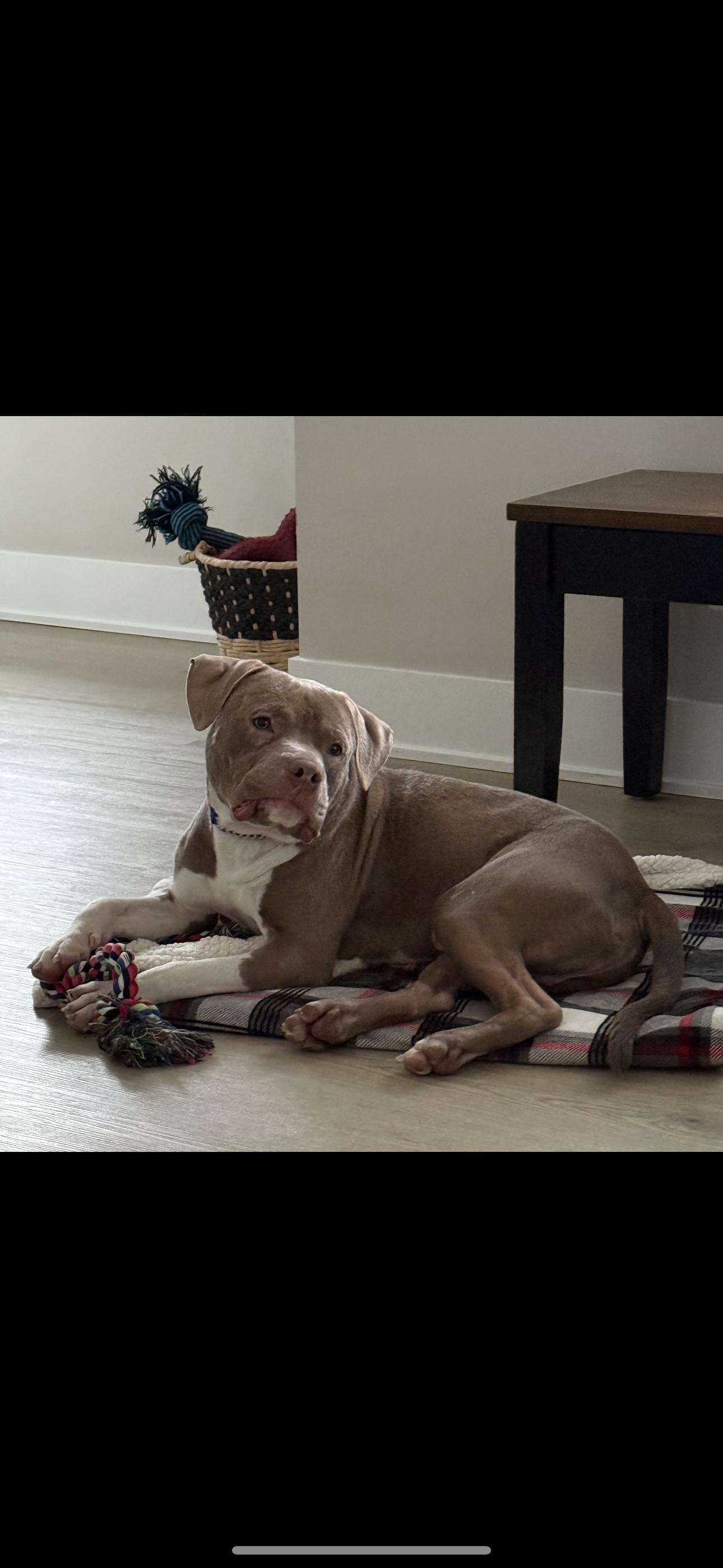 Enlarge Cane, a Adoptable American Staffordshire Terrier in merrillville, IN image 3/6