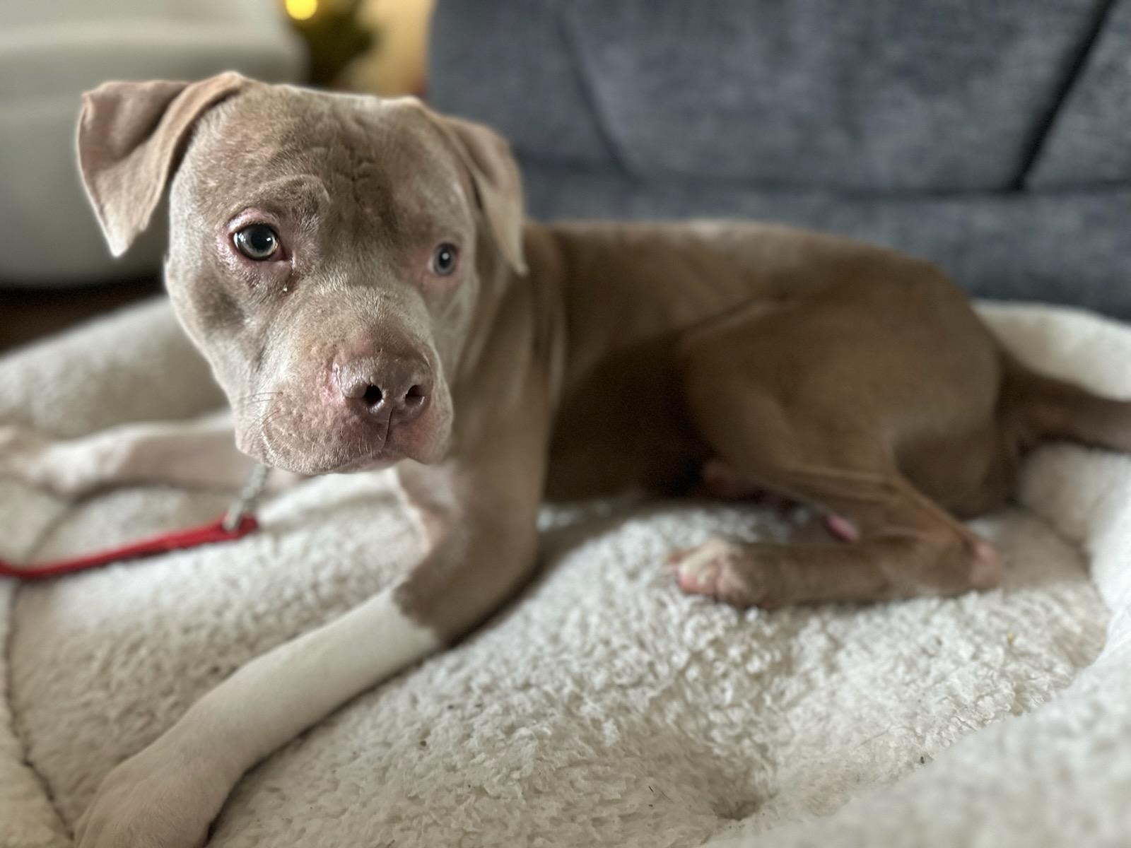 Enlarge Cane, a Adoptable American Staffordshire Terrier in merrillville, IN image 5/6