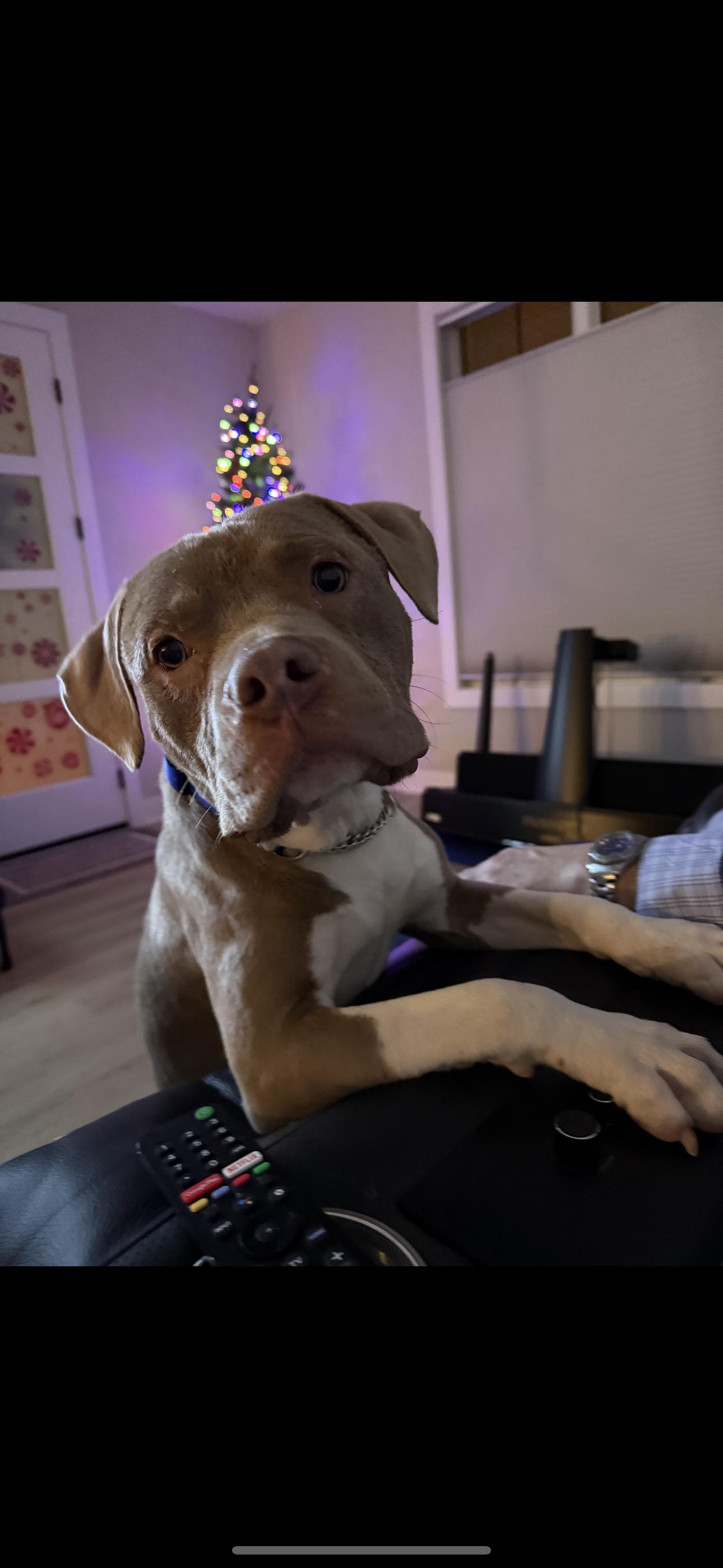 Enlarge Cane, a Adoptable American Staffordshire Terrier in merrillville, IN image 6/6