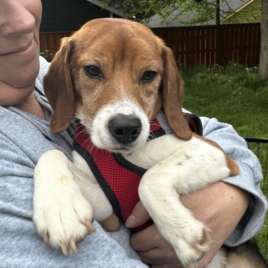 Enlarge Otis (COMING SOON), a Adoptable Beagle in Portland, OR image 1/1
