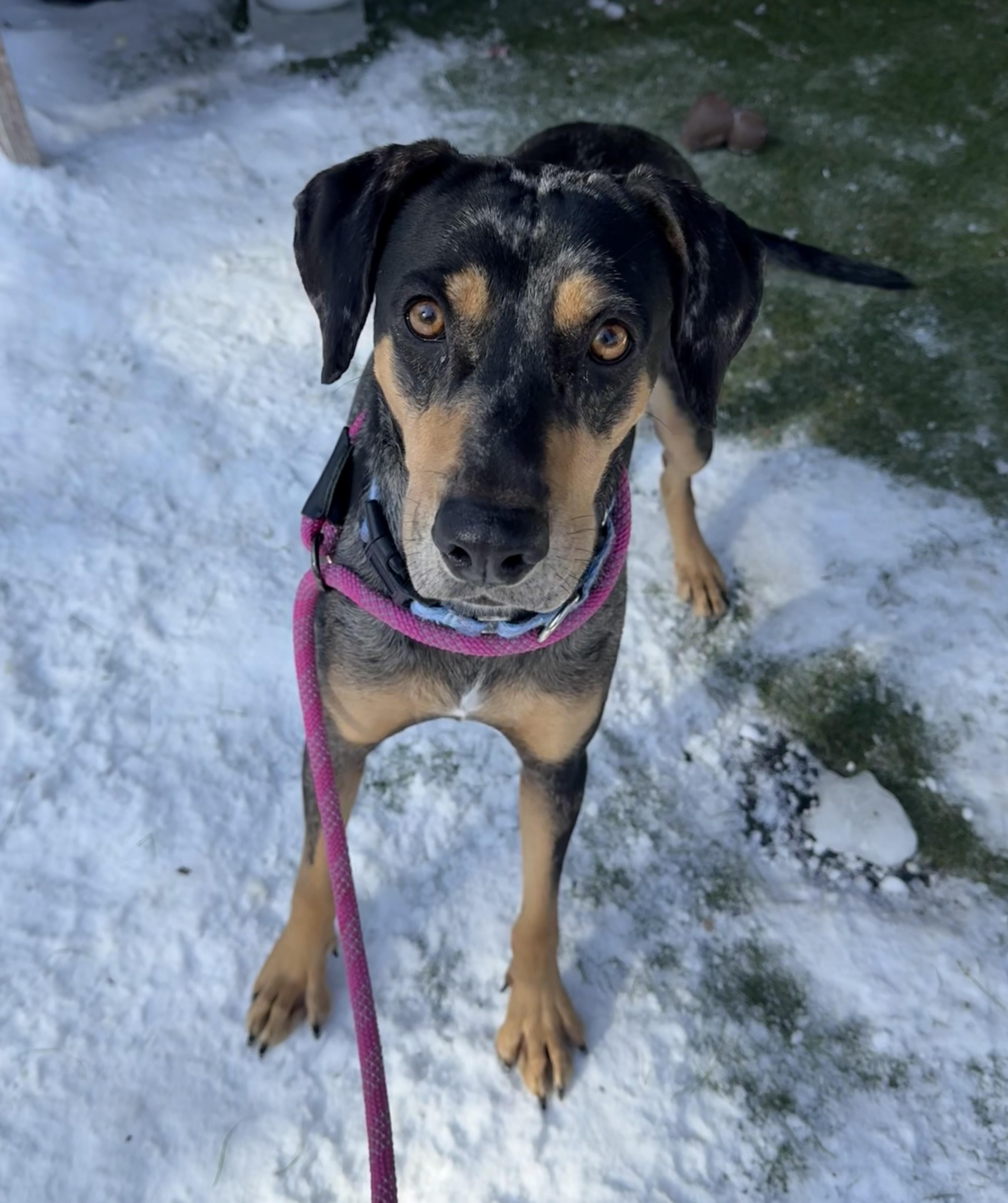 Gypsy, a ADOPTABLE Mixed Breed in Sudbury, MA image 1/3