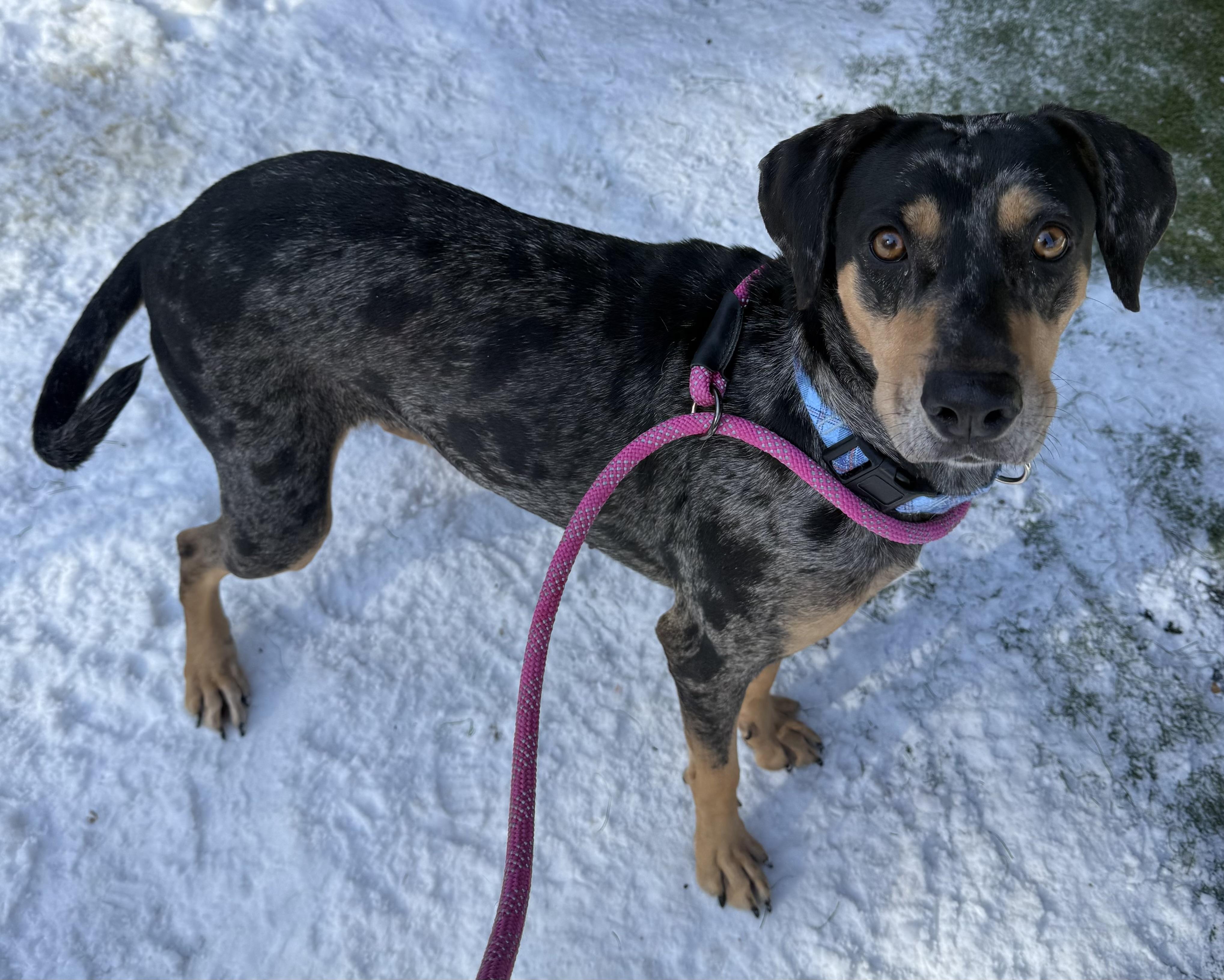 Gypsy, a ADOPTABLE Mixed Breed in Sudbury, MA image 3/3