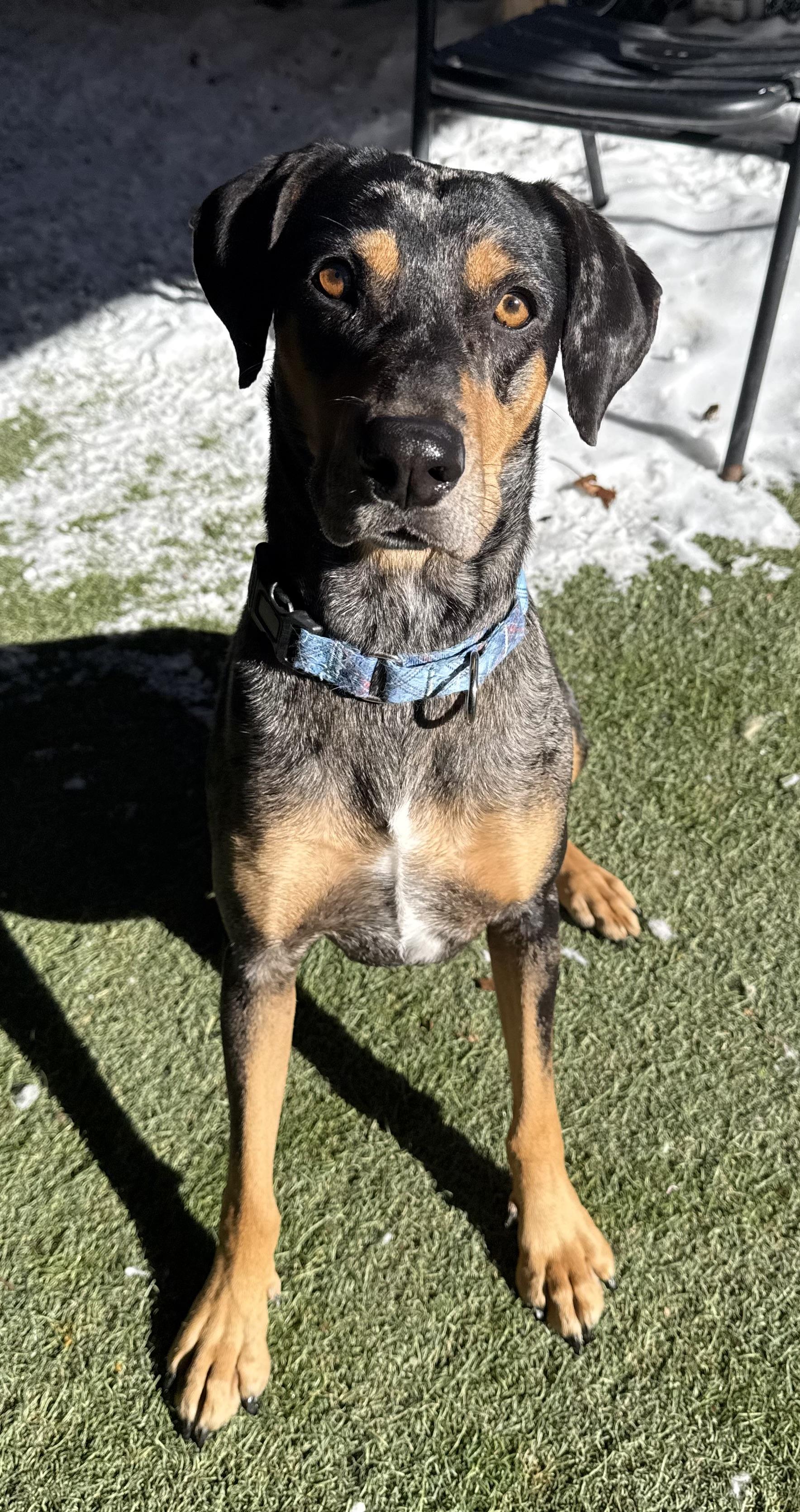 Gypsy, a ADOPTABLE Mixed Breed in Sudbury, MA image 2/3