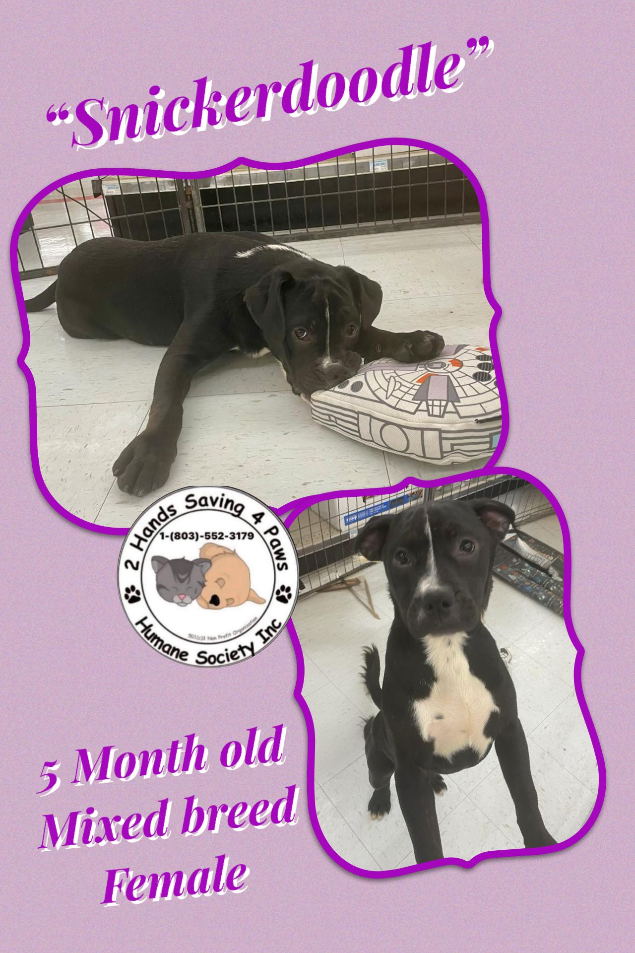 Snickerdoodle, Adoptable, Young Female Labrador Retriever.