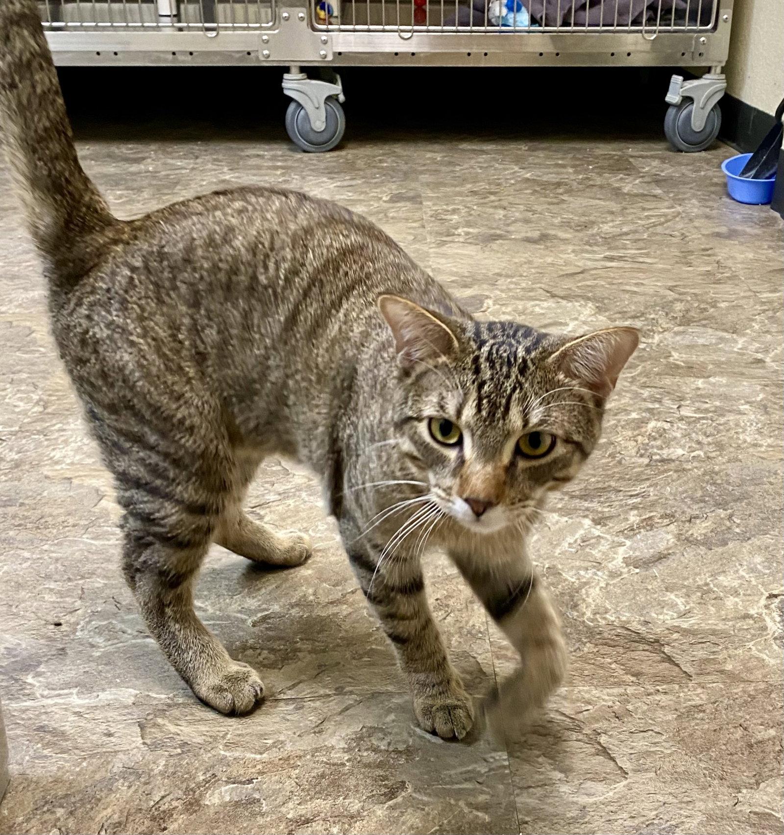 Sleepy, Adoptable, Adult Male Domestic Short Hair & Tabby.